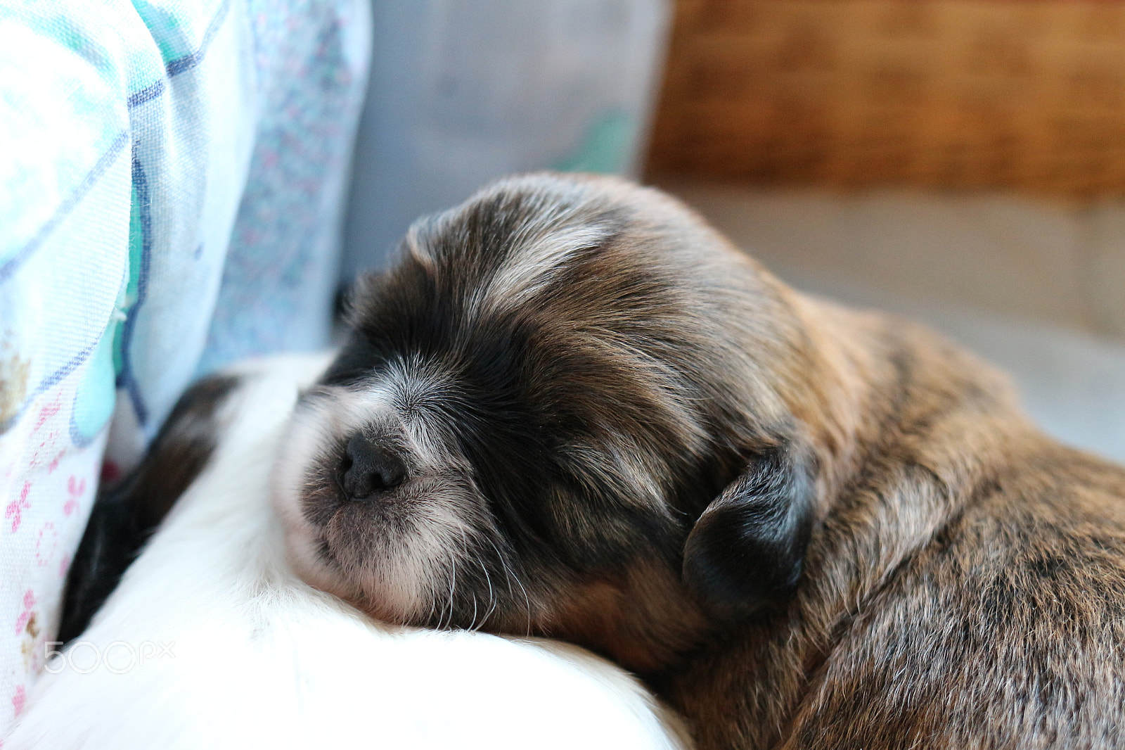 Canon EOS 100D (EOS Rebel SL1 / EOS Kiss X7) + Canon EF 35mm F2 IS USM sample photo. Cuddling time - shih tzu puppys photography