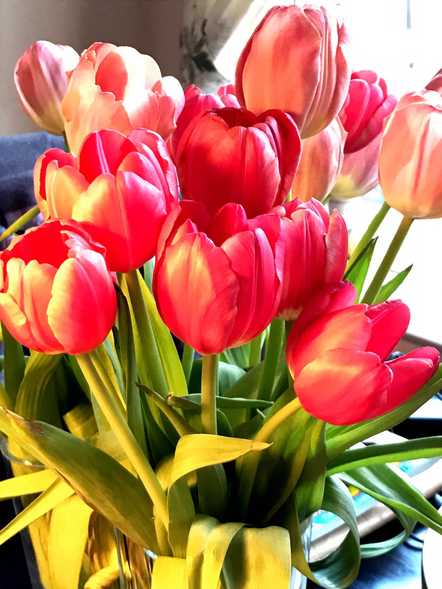Apple iPhone9,4 sample photo. Yesterday's tulips photography