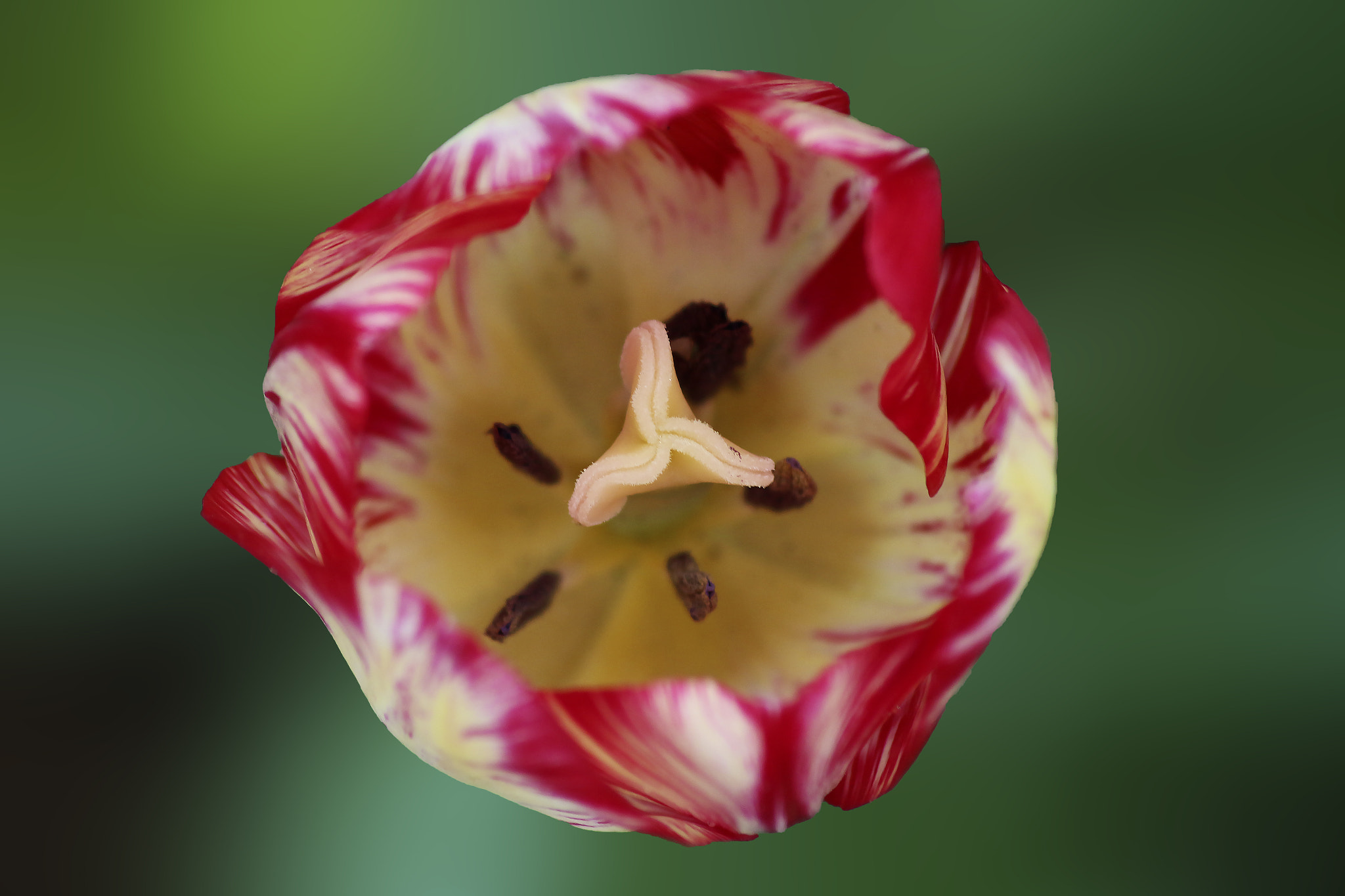 Canon EOS 650D (EOS Rebel T4i / EOS Kiss X6i) sample photo. Tulip photography