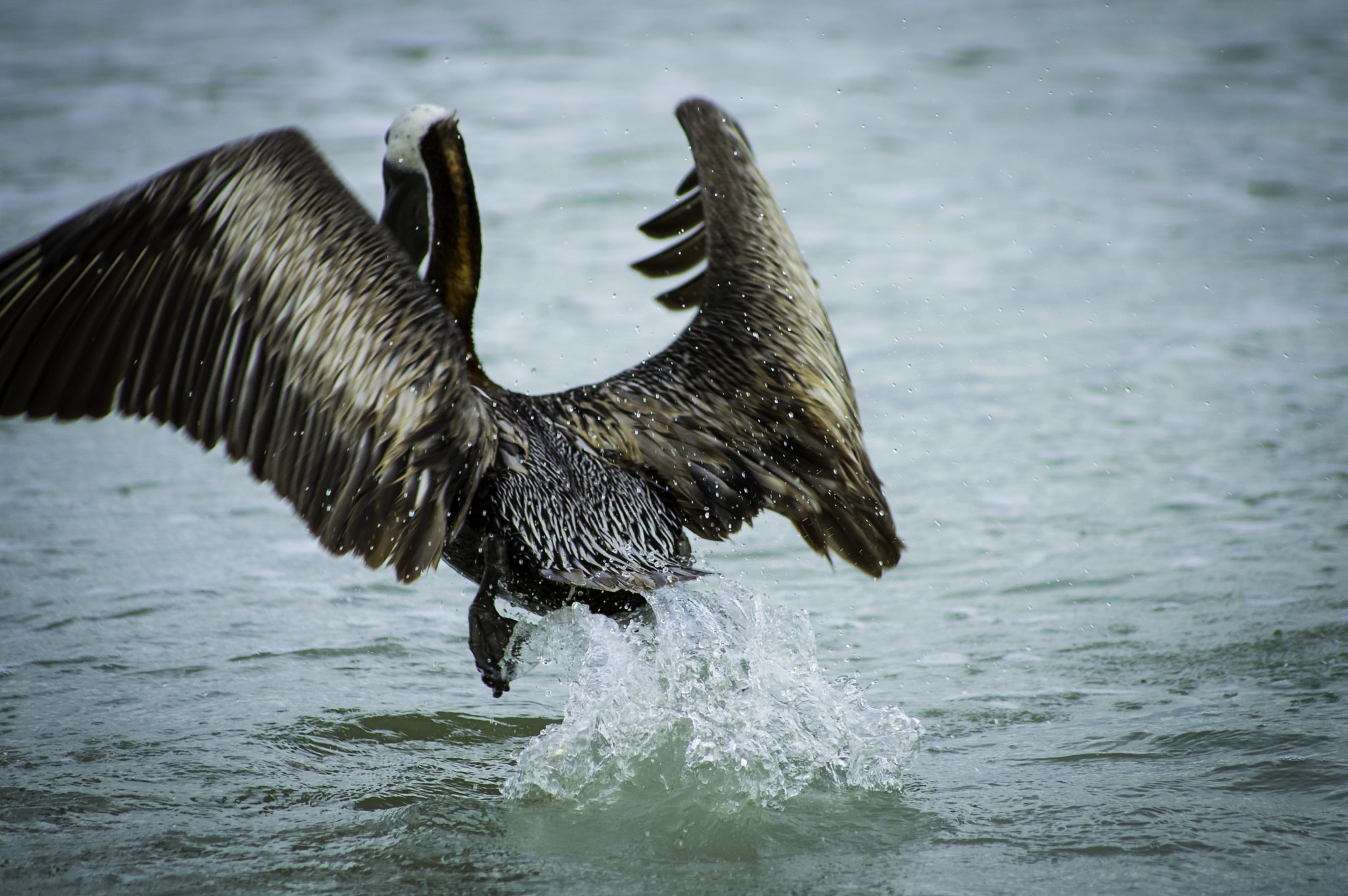 Sigma 70-300mm F4-5.6 APO DG Macro sample photo. Takeoff photography