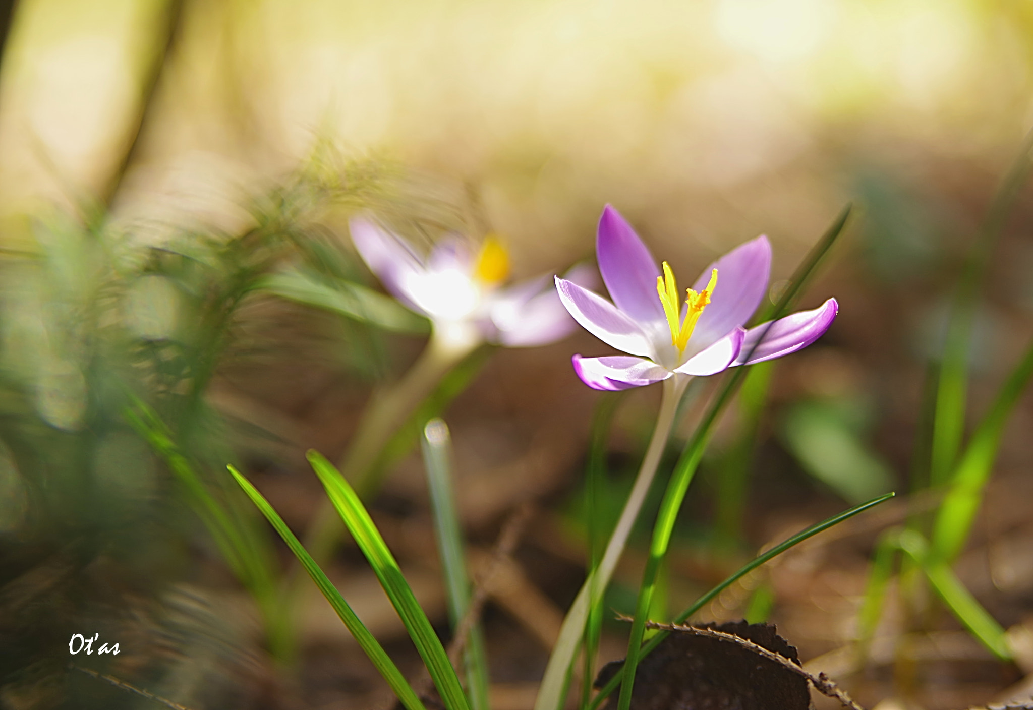 Pentax K-1 + Tamron AF 28-75mm F2.8 XR Di LD Aspherical (IF) sample photo. Crocus iii photography