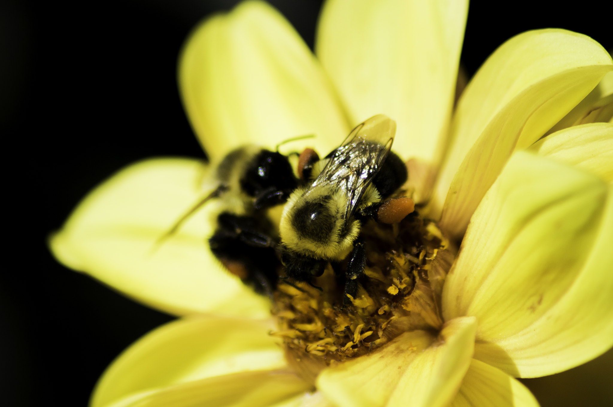 Sigma 70-300mm F4-5.6 APO DG Macro sample photo. Pollen photography