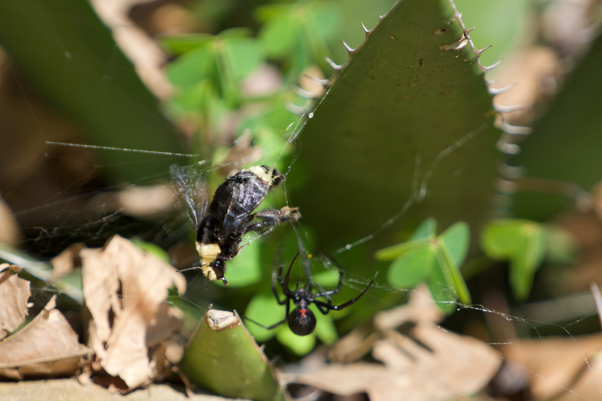 Sony a6000 sample photo. Black widow vs bumble bee photography