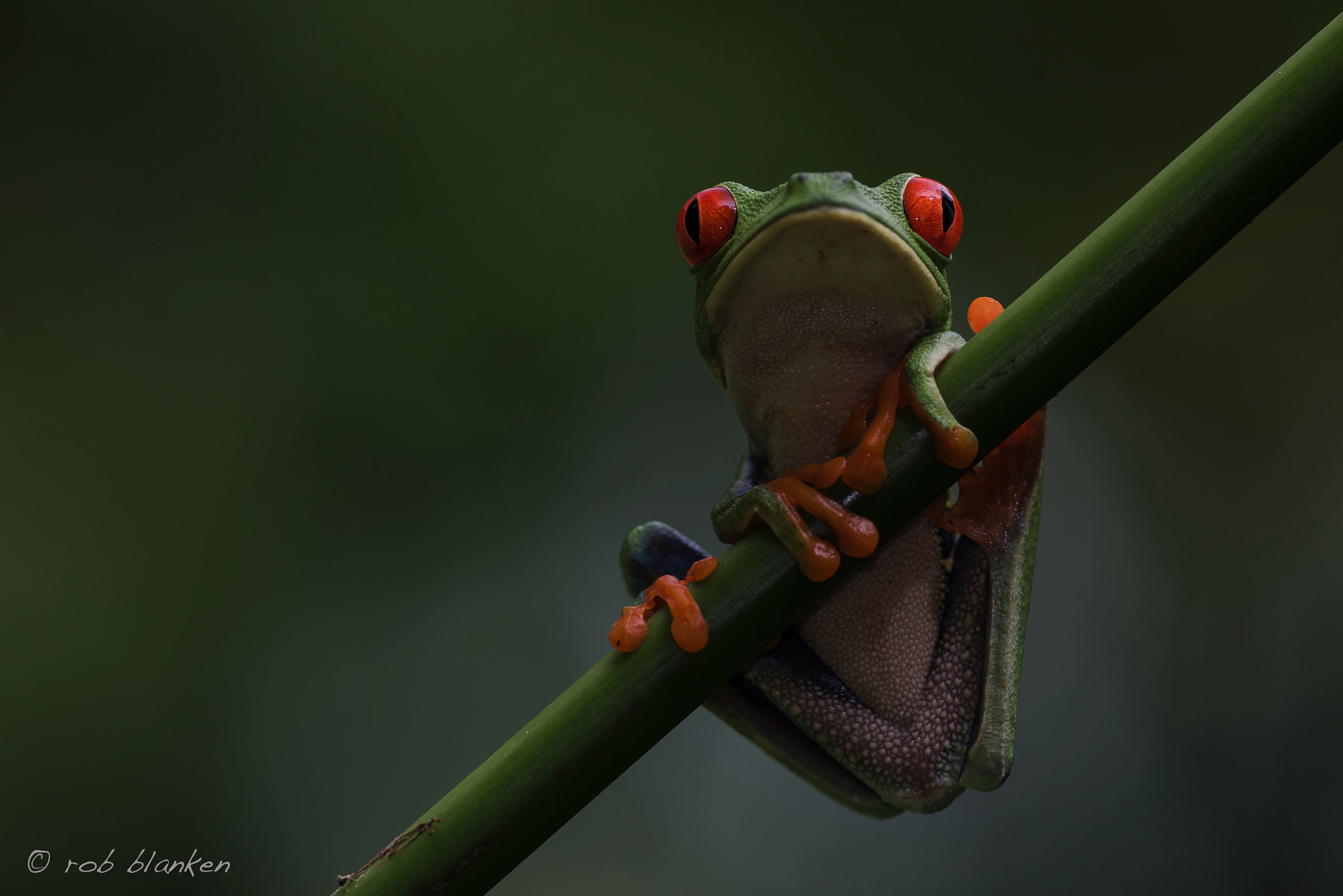Nikon D810 sample photo. Gaudy leaf frog photography