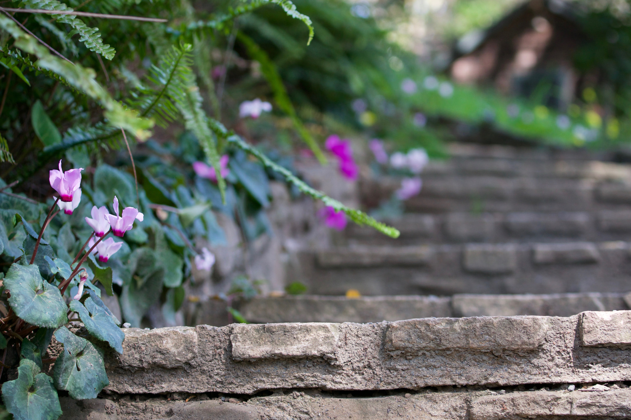 Sony FE 70-200mm F4 G OSS sample photo. Dry creek garden photography