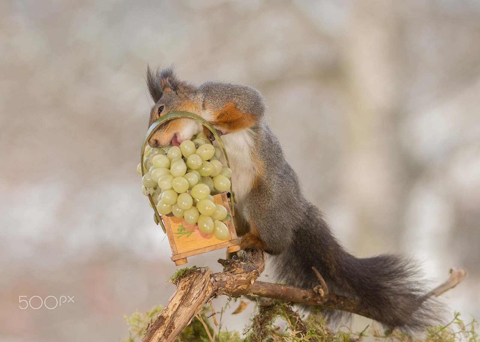Sigma 150-500mm F5-6.3 DG OS HSM sample photo. After some wines photography