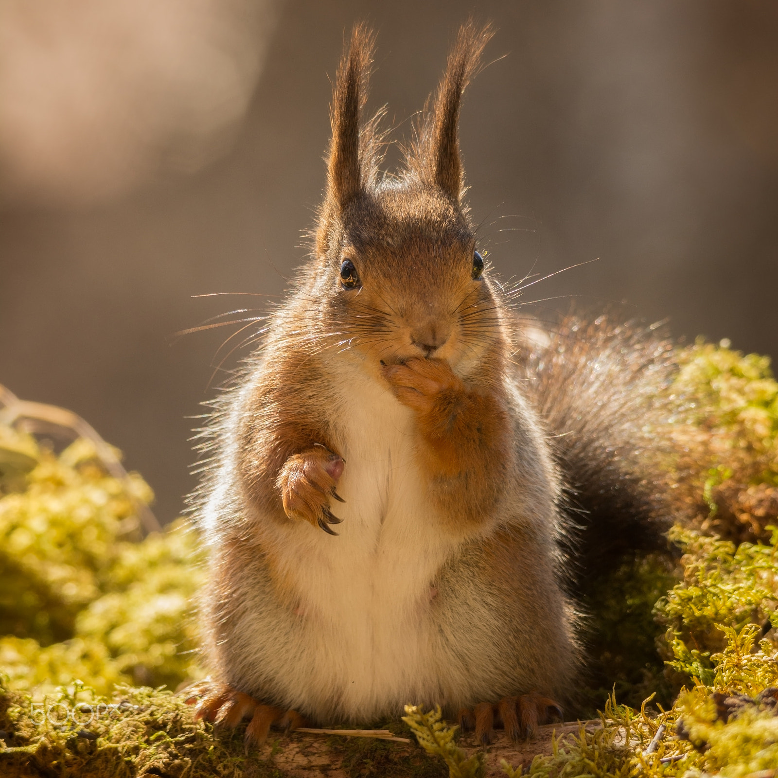 Sigma 150-500mm F5-6.3 DG OS HSM sample photo. Oops did i say that photography