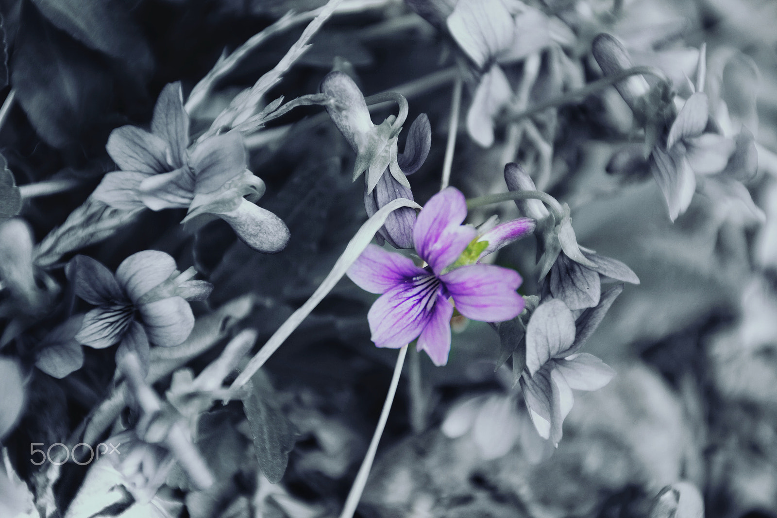 Canon EOS 550D (EOS Rebel T2i / EOS Kiss X4) sample photo. 你的照片 photography