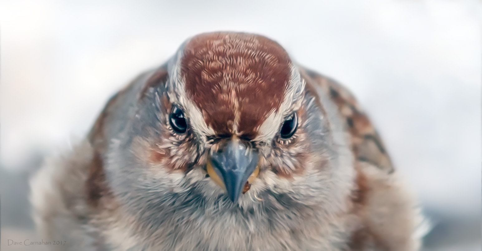 Canon EF 600mm F4L IS II USM sample photo. American tree sparrow photography
