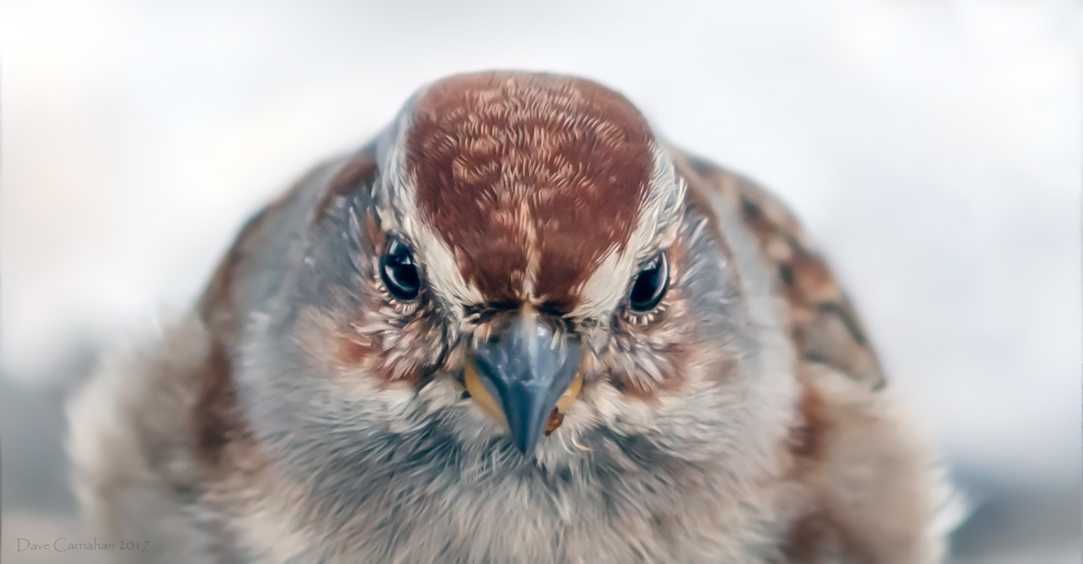 Canon EOS 7D Mark II + Canon EF 600mm F4L IS II USM sample photo. American tree sparrow photography