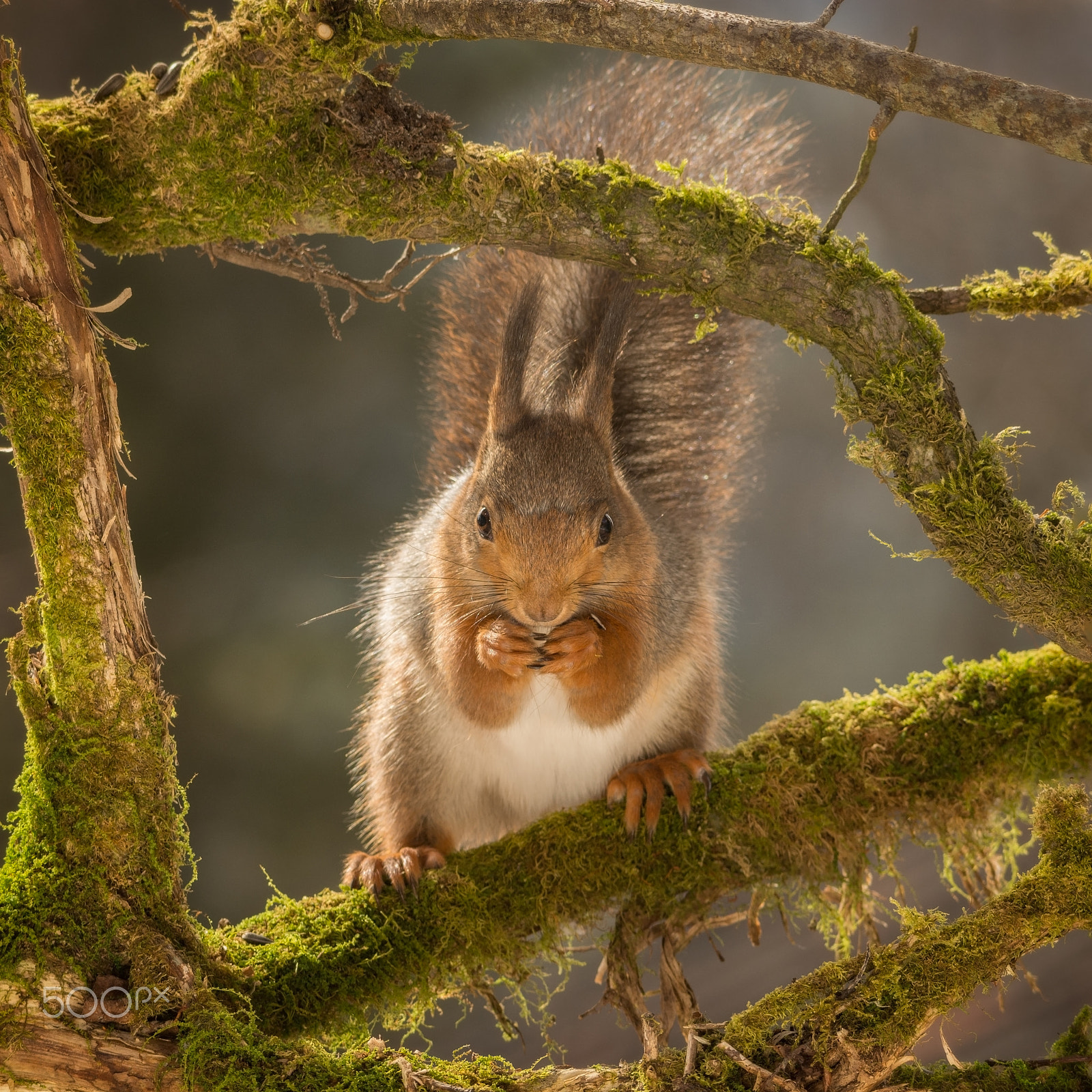 Sigma 150-500mm F5-6.3 DG OS HSM sample photo. Surrounded by moss photography