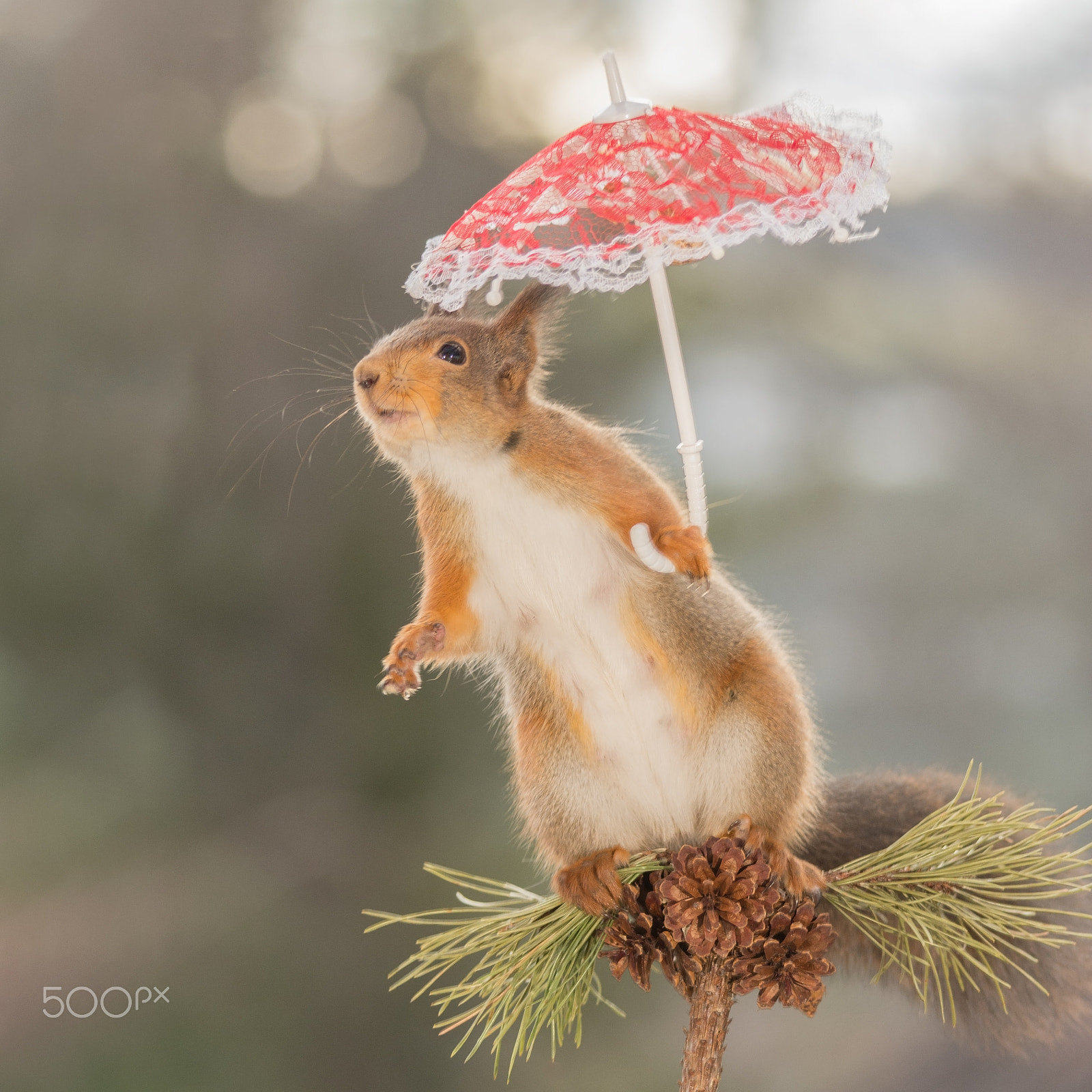 Sigma 150-500mm F5-6.3 DG OS HSM sample photo. Umbrella jump photography