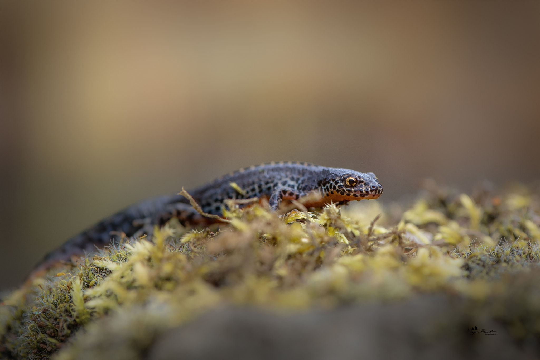 Nikon AF-S Micro-Nikkor 105mm F2.8G IF-ED VR sample photo. Bergmolch photography