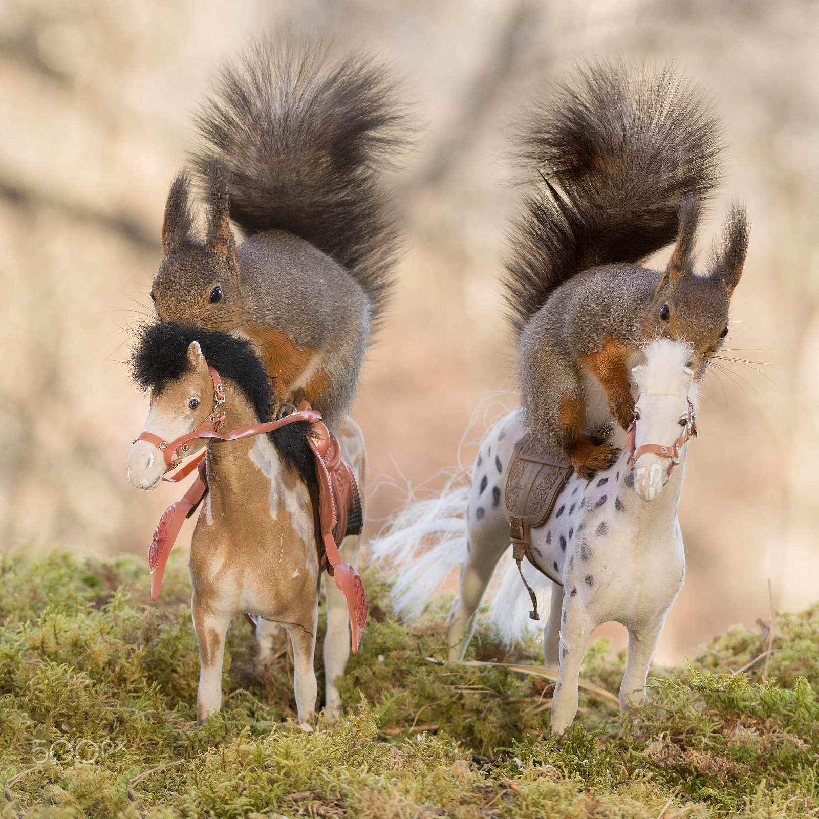 Sigma 150-500mm F5-6.3 DG OS HSM sample photo. The game of horses photography