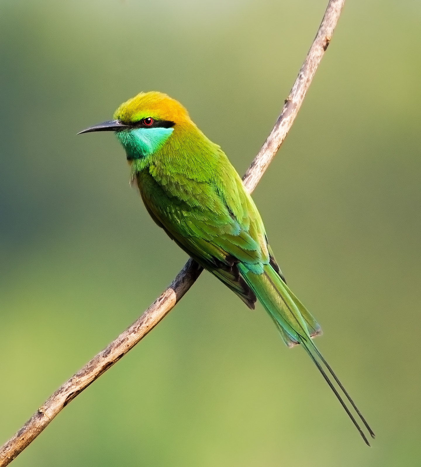 Nikon D500 sample photo. Green bee eater photography