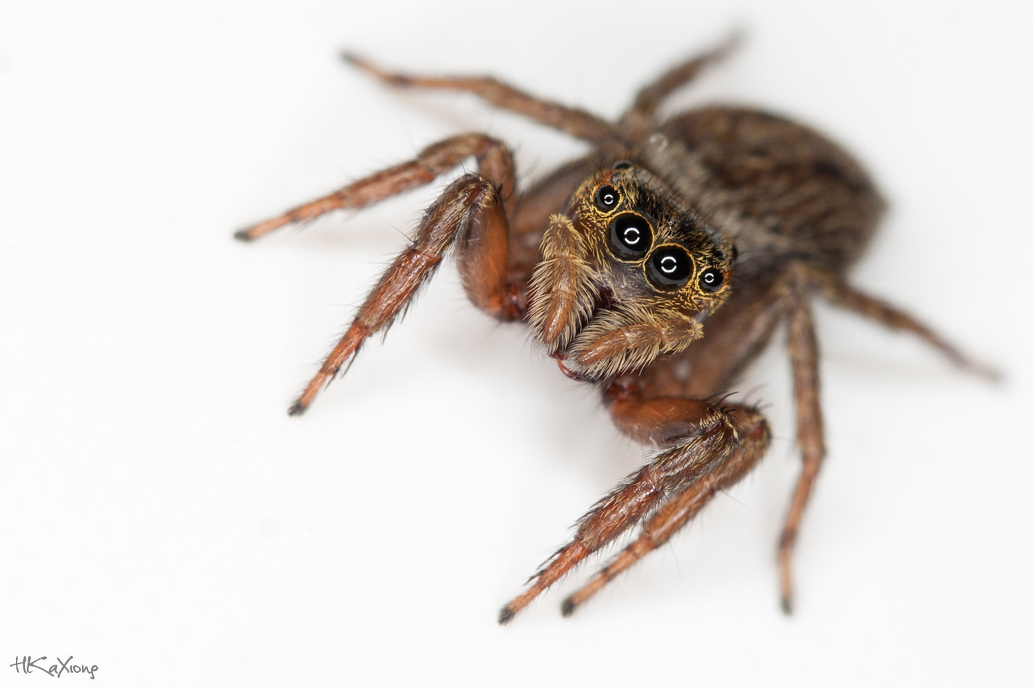 Canon EF-S 60mm F2.8 Macro USM sample photo. Spider photography