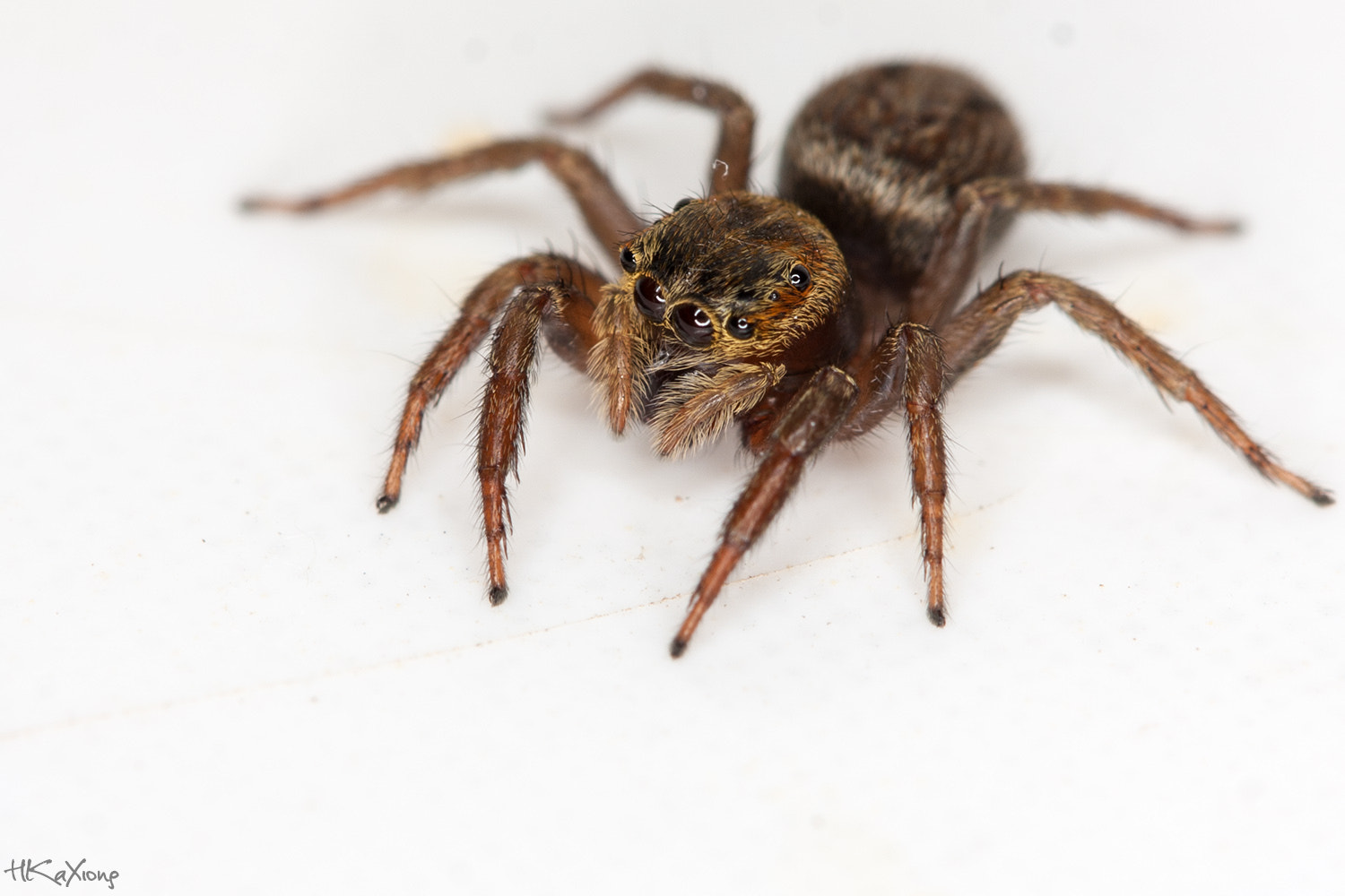 Canon EF-S 60mm F2.8 Macro USM sample photo. Spider photography