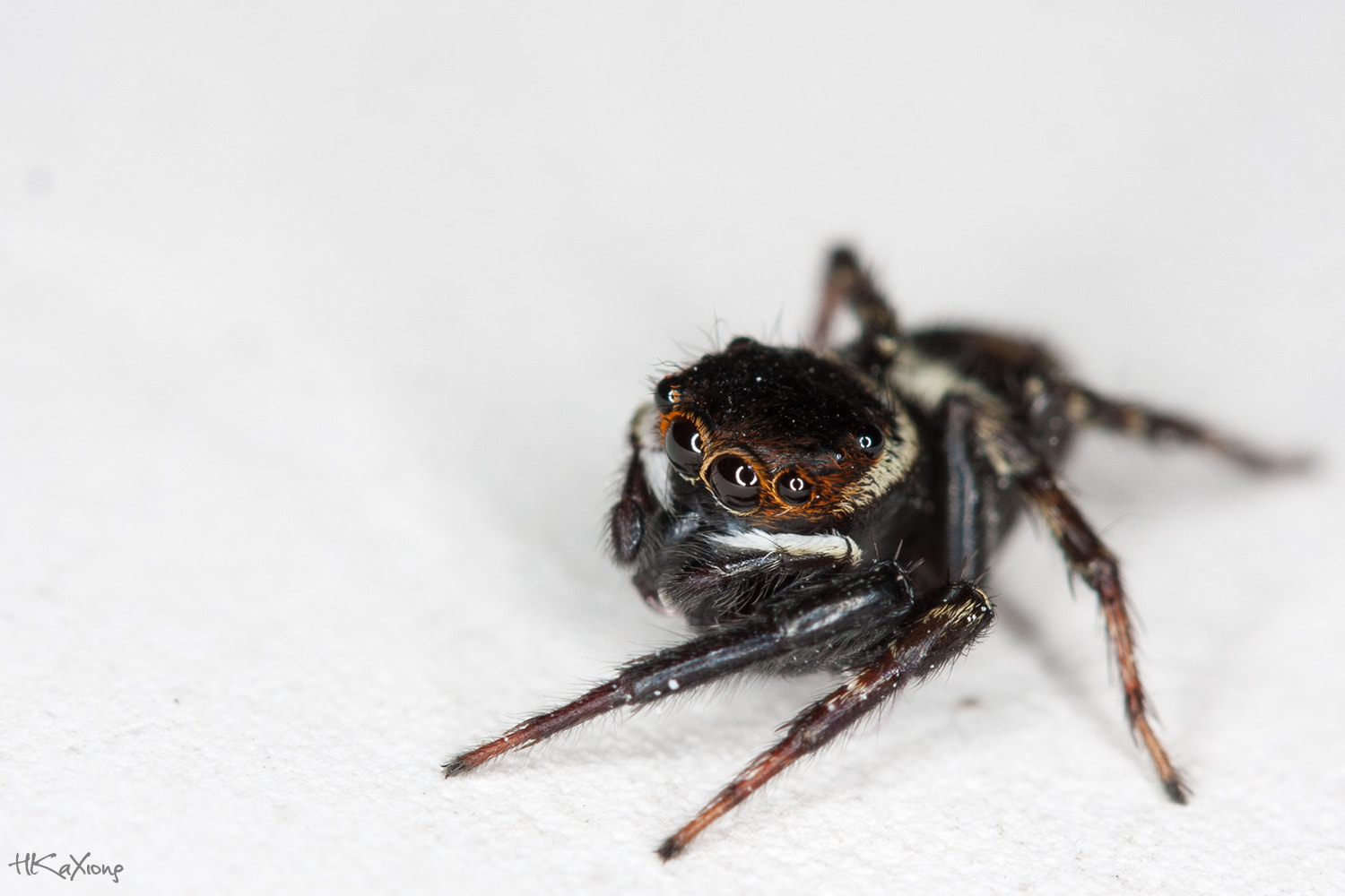 Canon EF-S 60mm F2.8 Macro USM sample photo. Spider photography