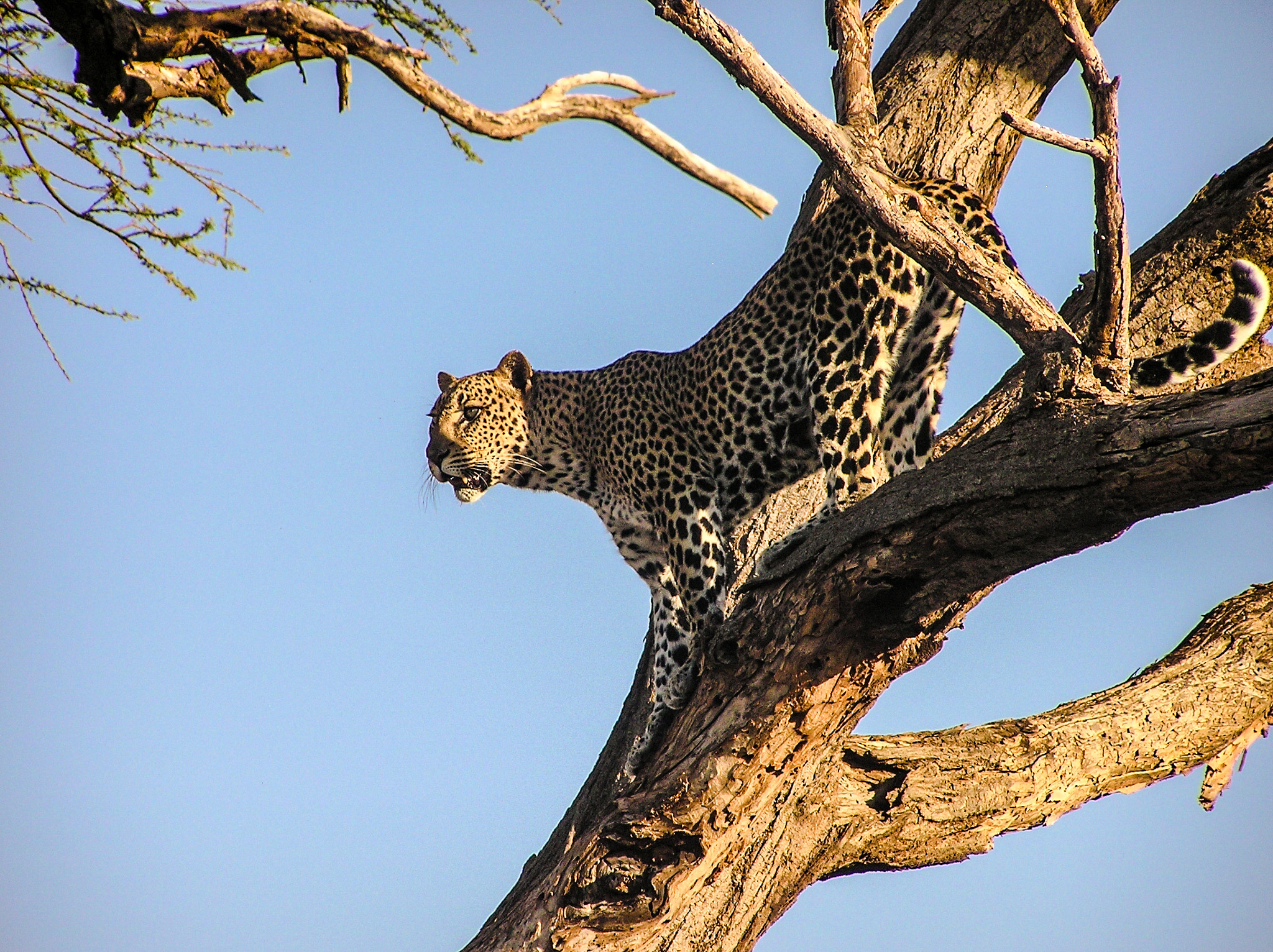 Olympus C750UZ sample photo. Leopard in tree 1 photography
