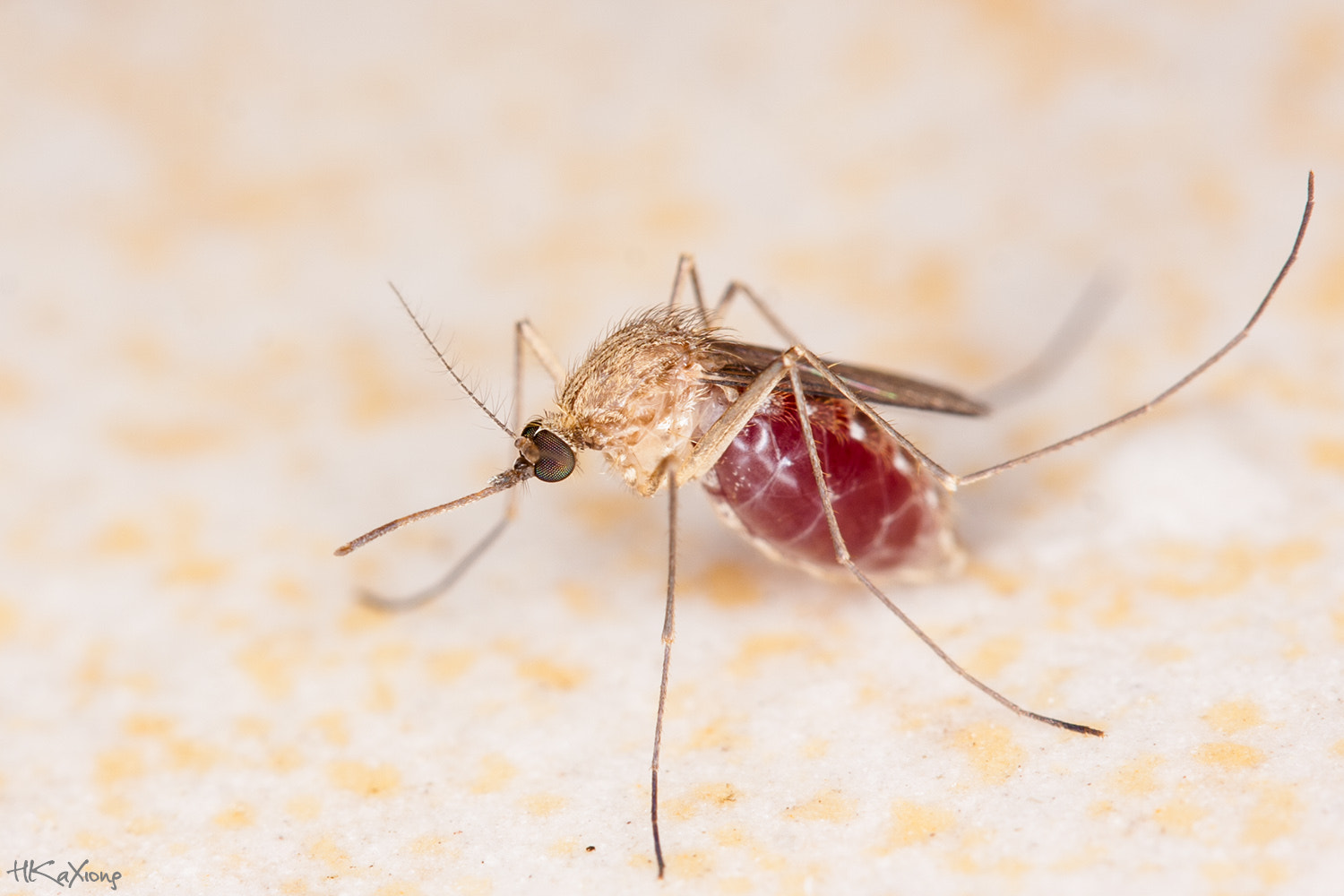 Canon EF-S 60mm F2.8 Macro USM sample photo. Mosquito 1 photography