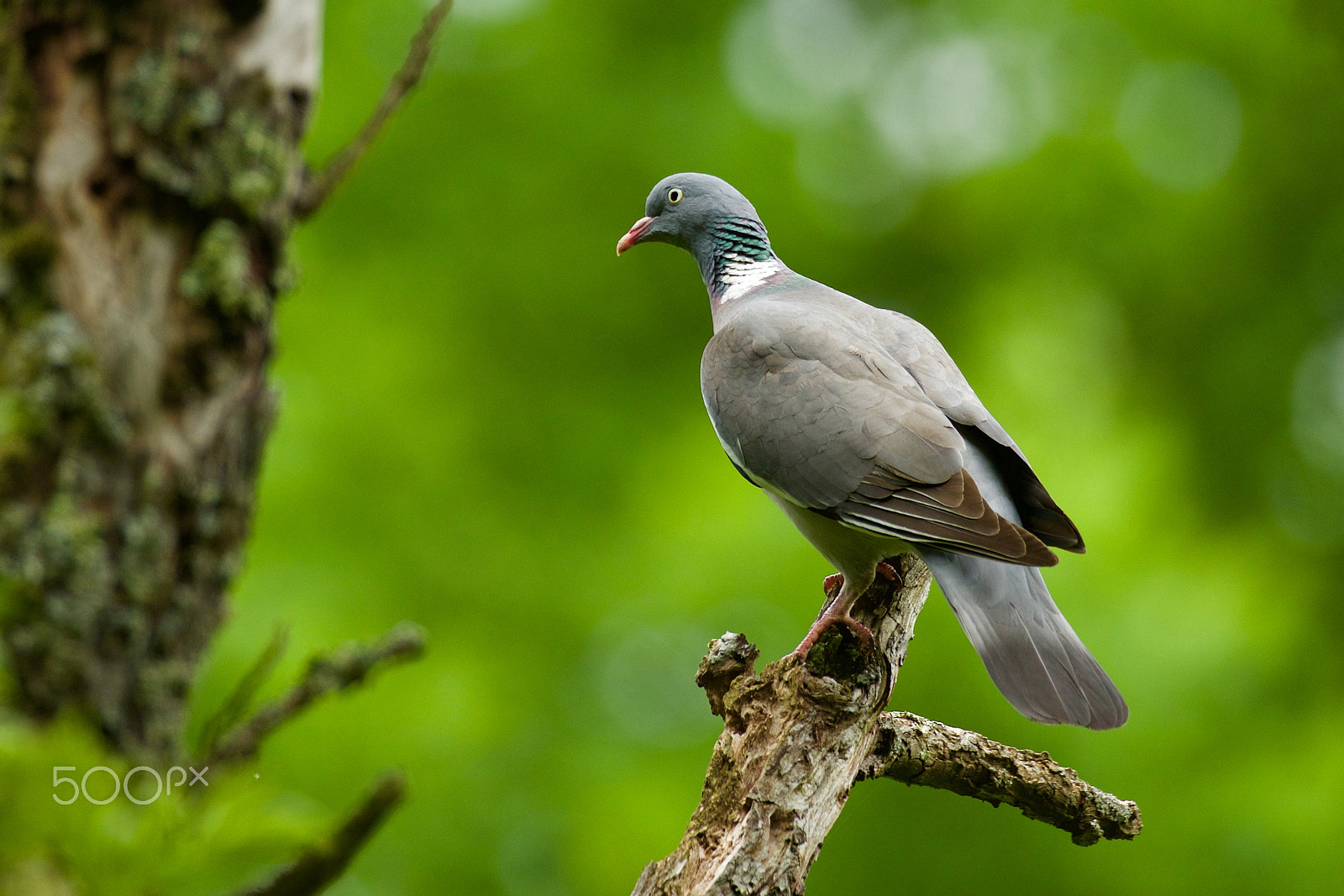 Canon EOS 7D Mark II sample photo. Holub hřívnáč (columba palumbus) photography