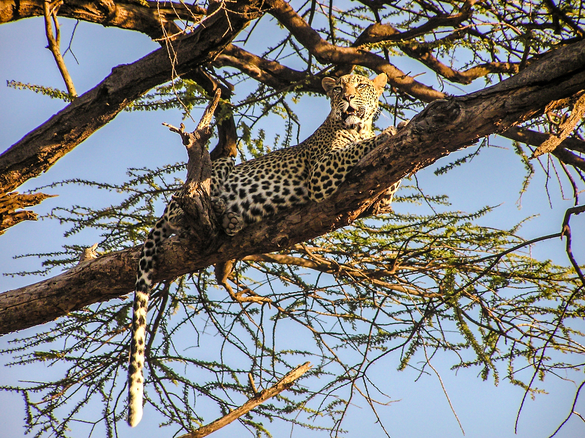 Olympus C750UZ sample photo. Leopard in tree 2 photography