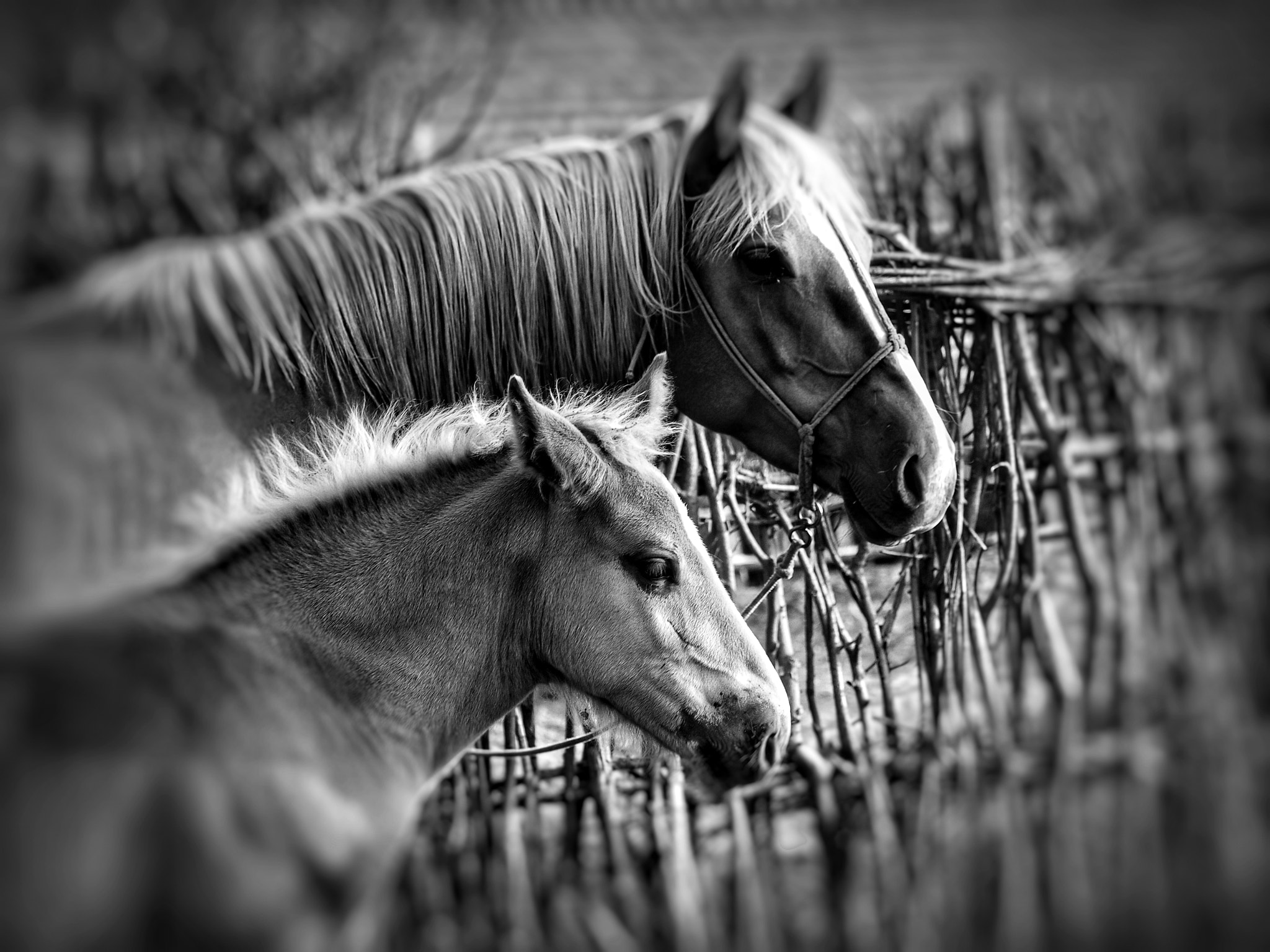 Olympus PEN E-P2 + Panasonic Lumix G Vario 45-200mm F4-5.6 OIS sample photo. Horse photography