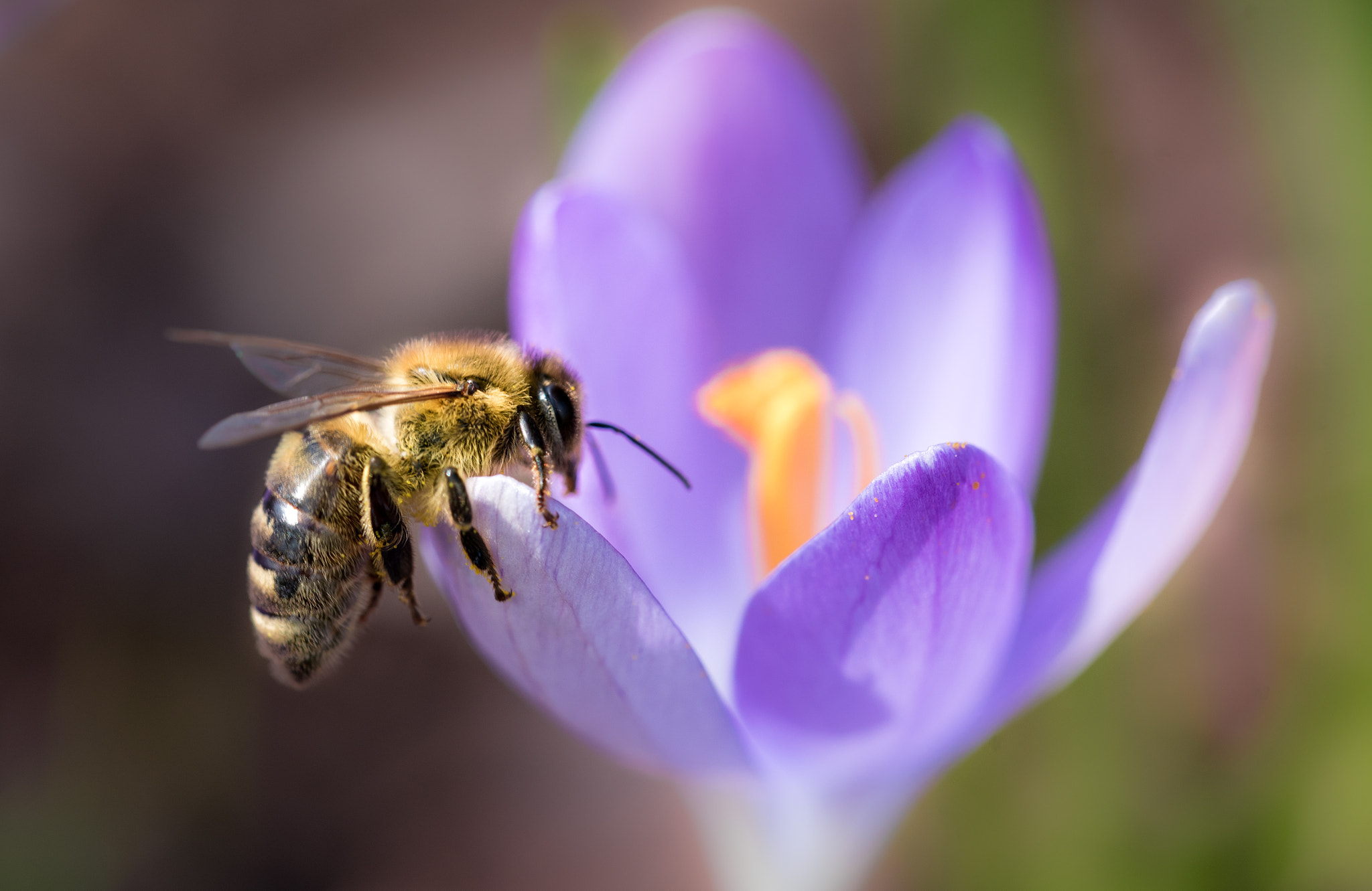 Nikon D750 + Sigma 150mm F2.8 EX DG OS Macro HSM sample photo. Lunch time photography