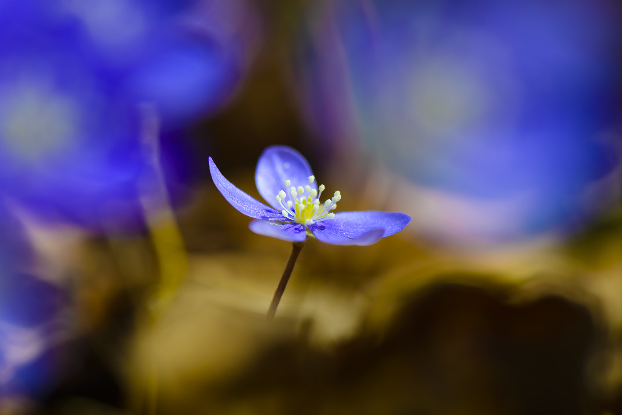 Nikon AF-S Micro-Nikkor 105mm F2.8G IF-ED VR sample photo. Growing_up photography