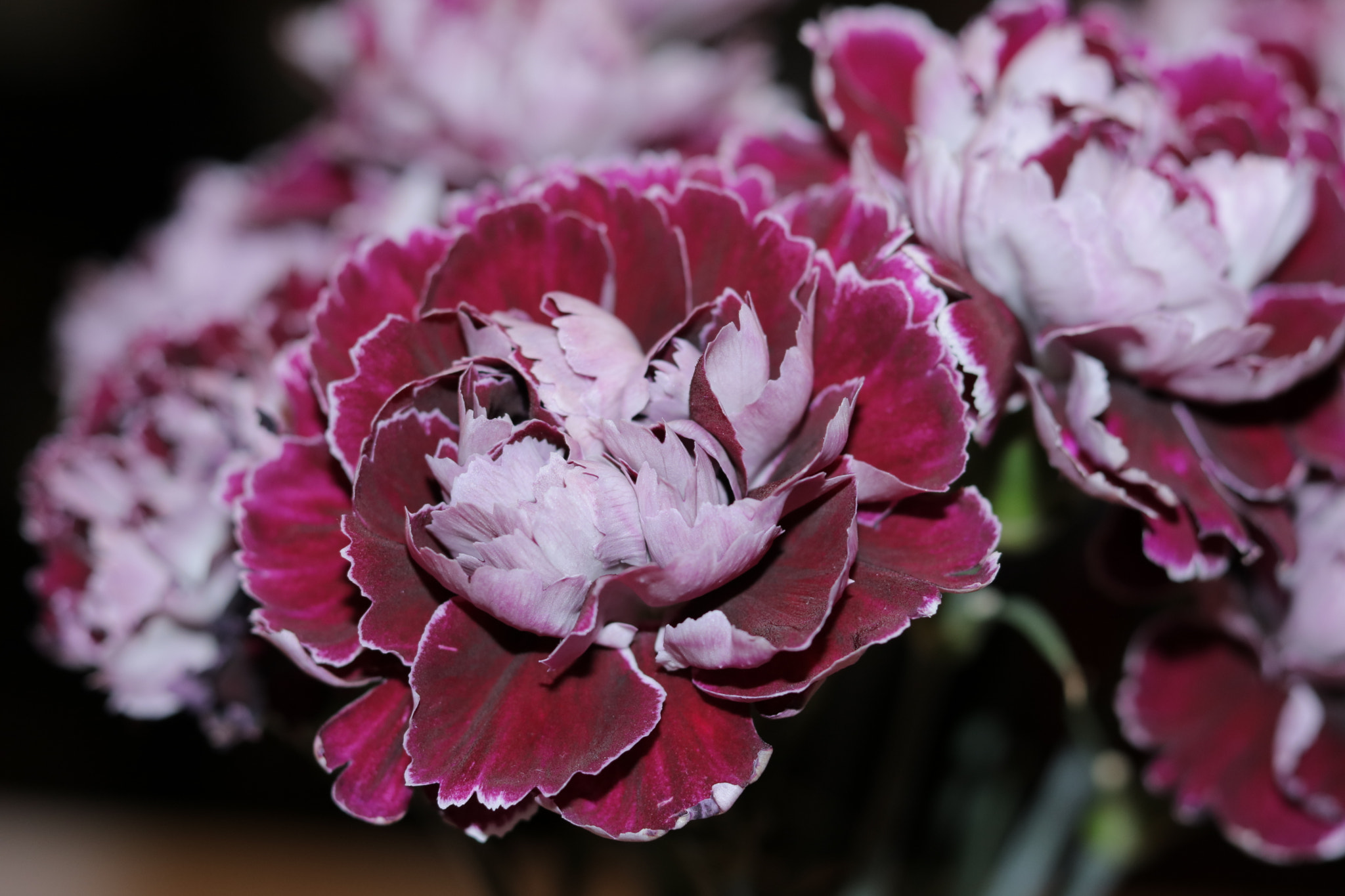 Canon EOS 750D (EOS Rebel T6i / EOS Kiss X8i) sample photo. Img photography