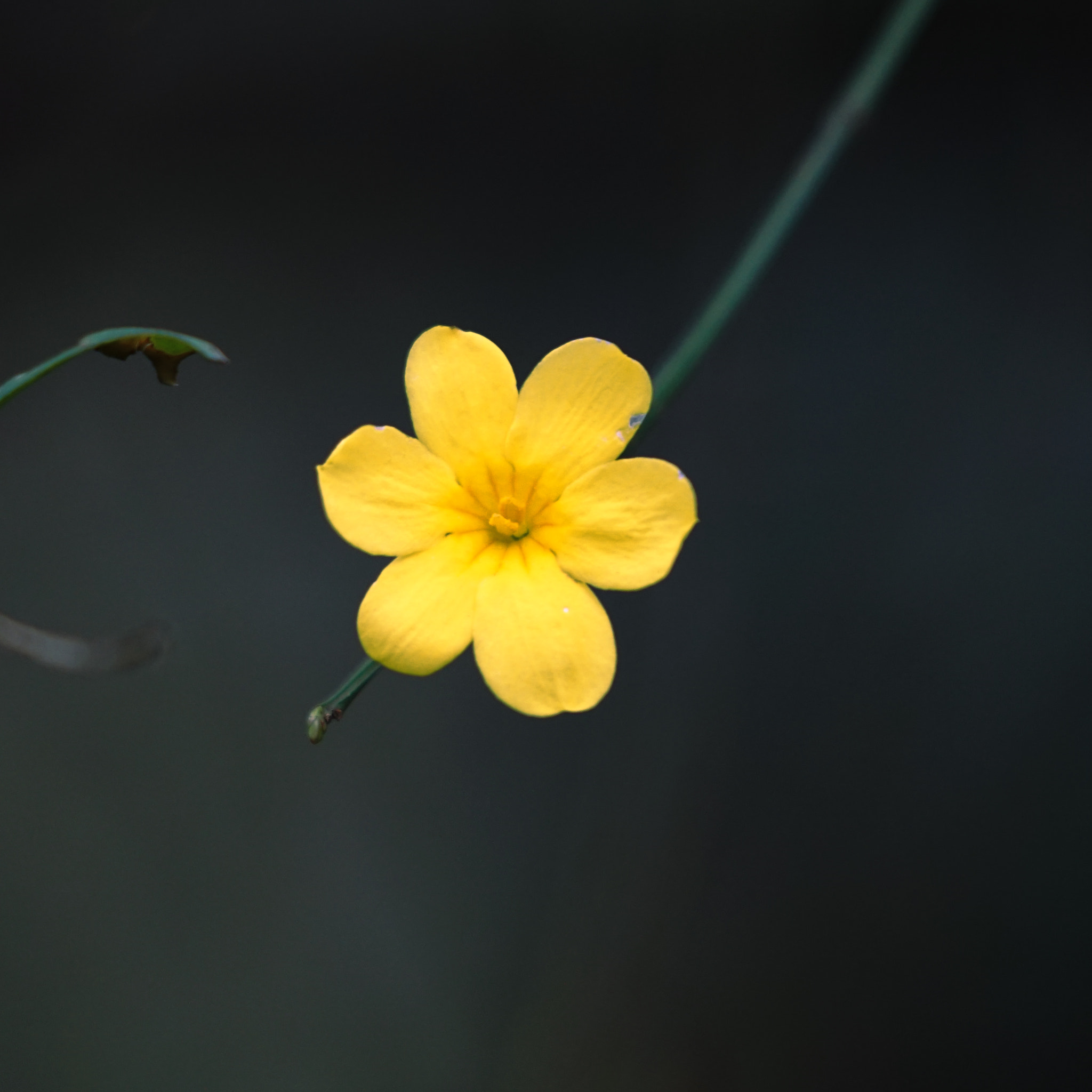 Sony FE 70-200mm F2.8 GM OSS sample photo. Spring flower 10 photography