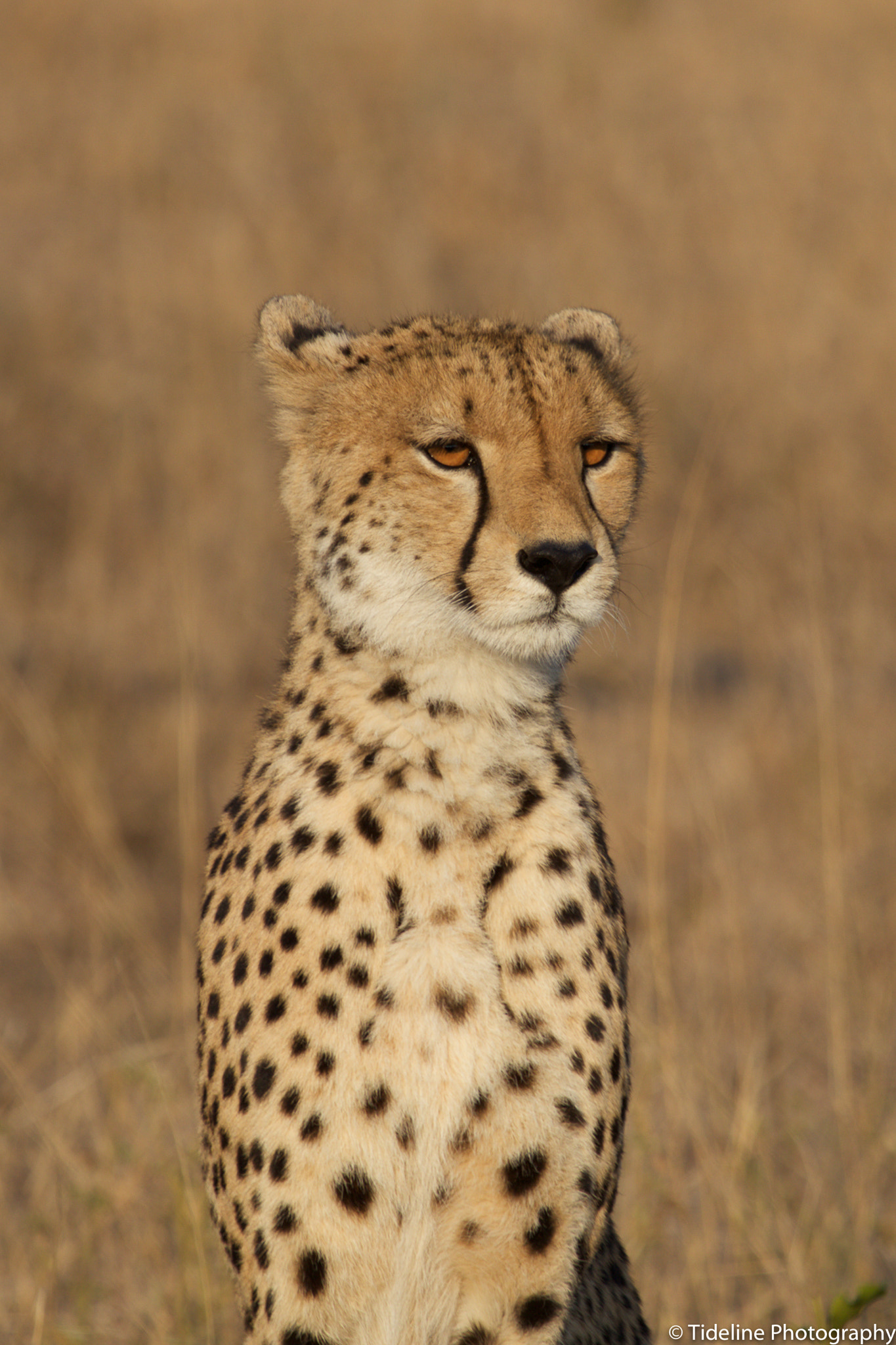 Canon EF 100-400mm F4.5-5.6L IS USM sample photo. Cheetah photography