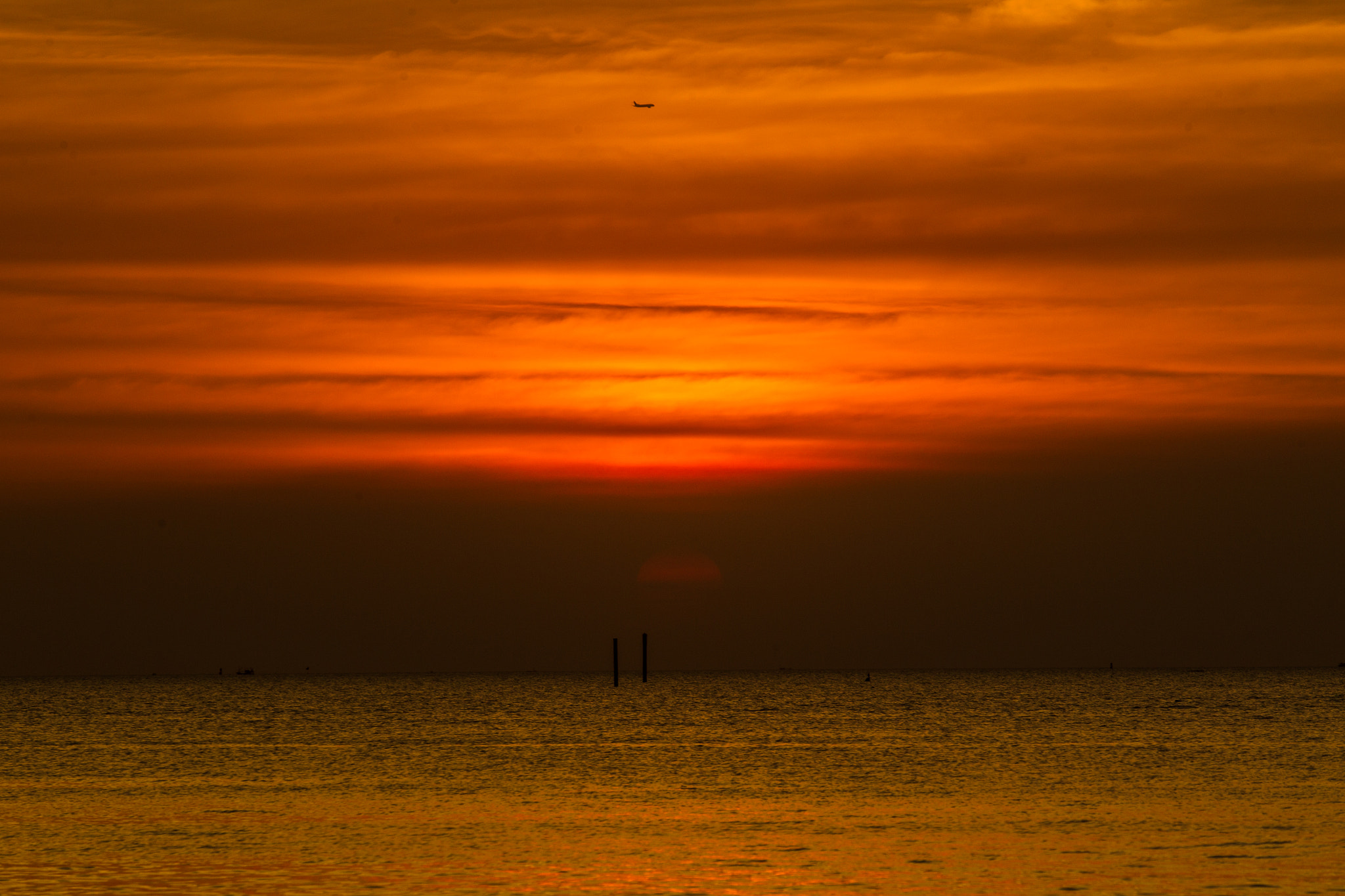 Canon EOS-1D Mark IV sample photo. Ox photography