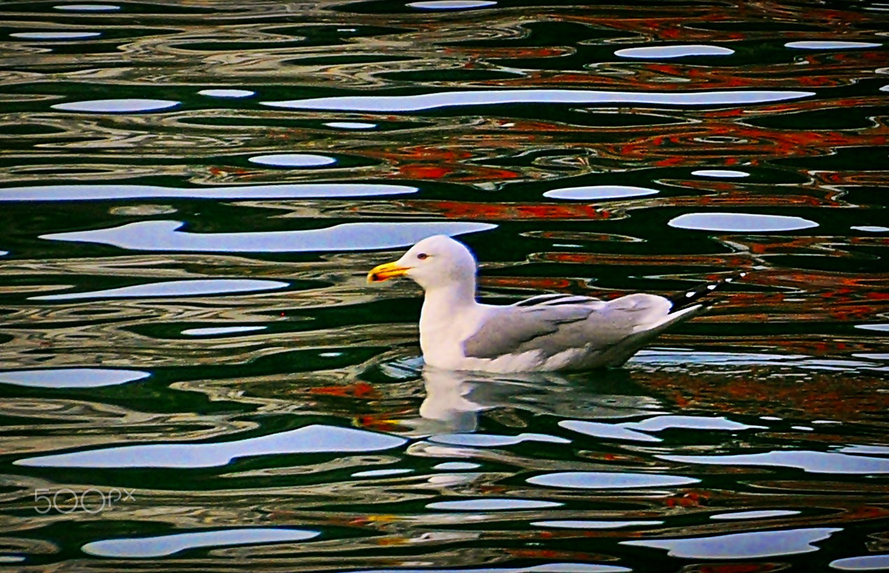Nikon D5000 sample photo. ** photography