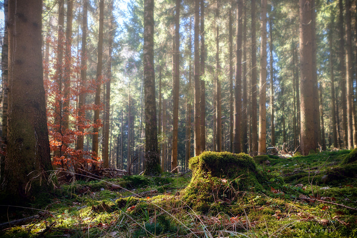 Canon EOS 80D + Canon EF 24-70mm F2.8L USM sample photo. Summer forest photography