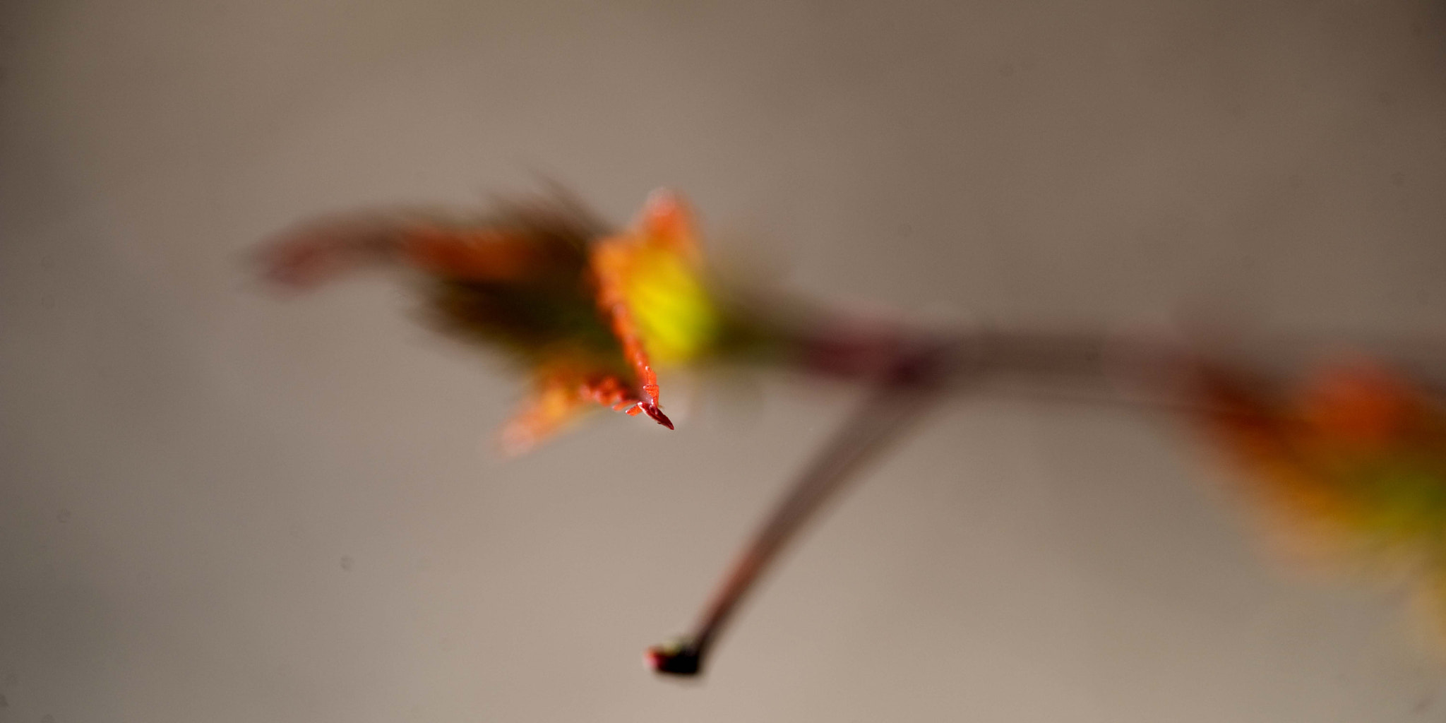 Nikon D3 sample photo. Springcolors4 photography