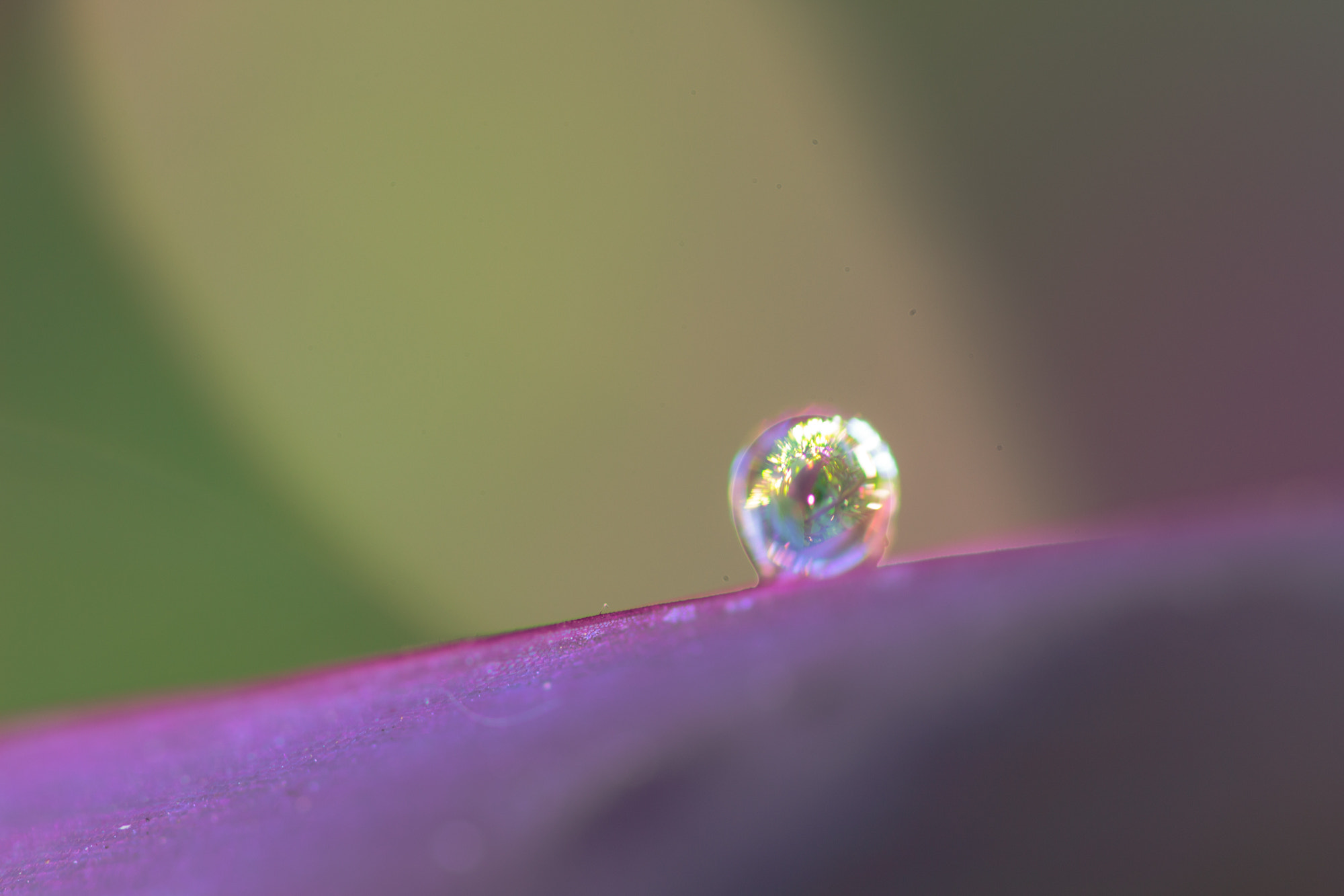 Sigma 105mm F2.8 EX DG OS HSM sample photo. Nature  photography