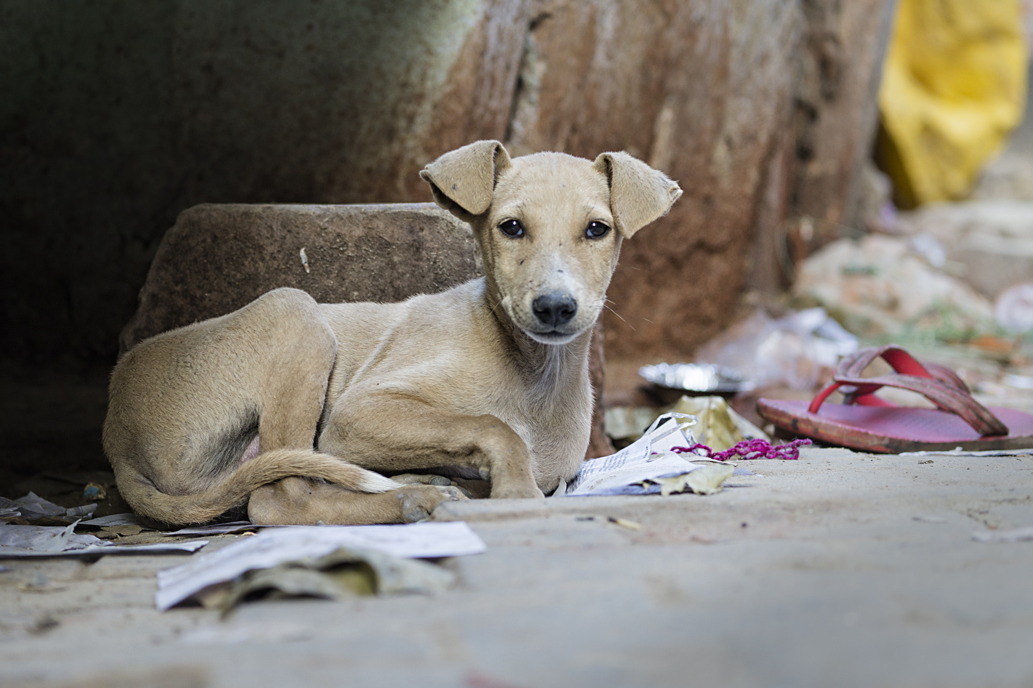 Sony Alpha a5000 (ILCE 5000) + E 60mm F2.8 sample photo. India dogs 2 photography