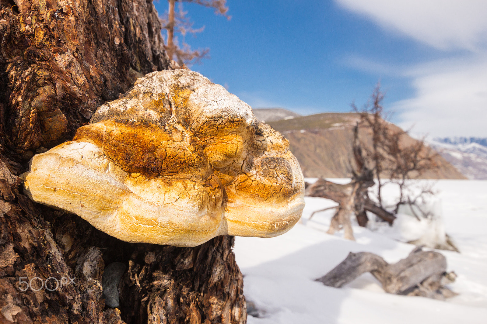 Canon EOS 100D (EOS Rebel SL1 / EOS Kiss X7) sample photo. Mushroom of sunlight color photography