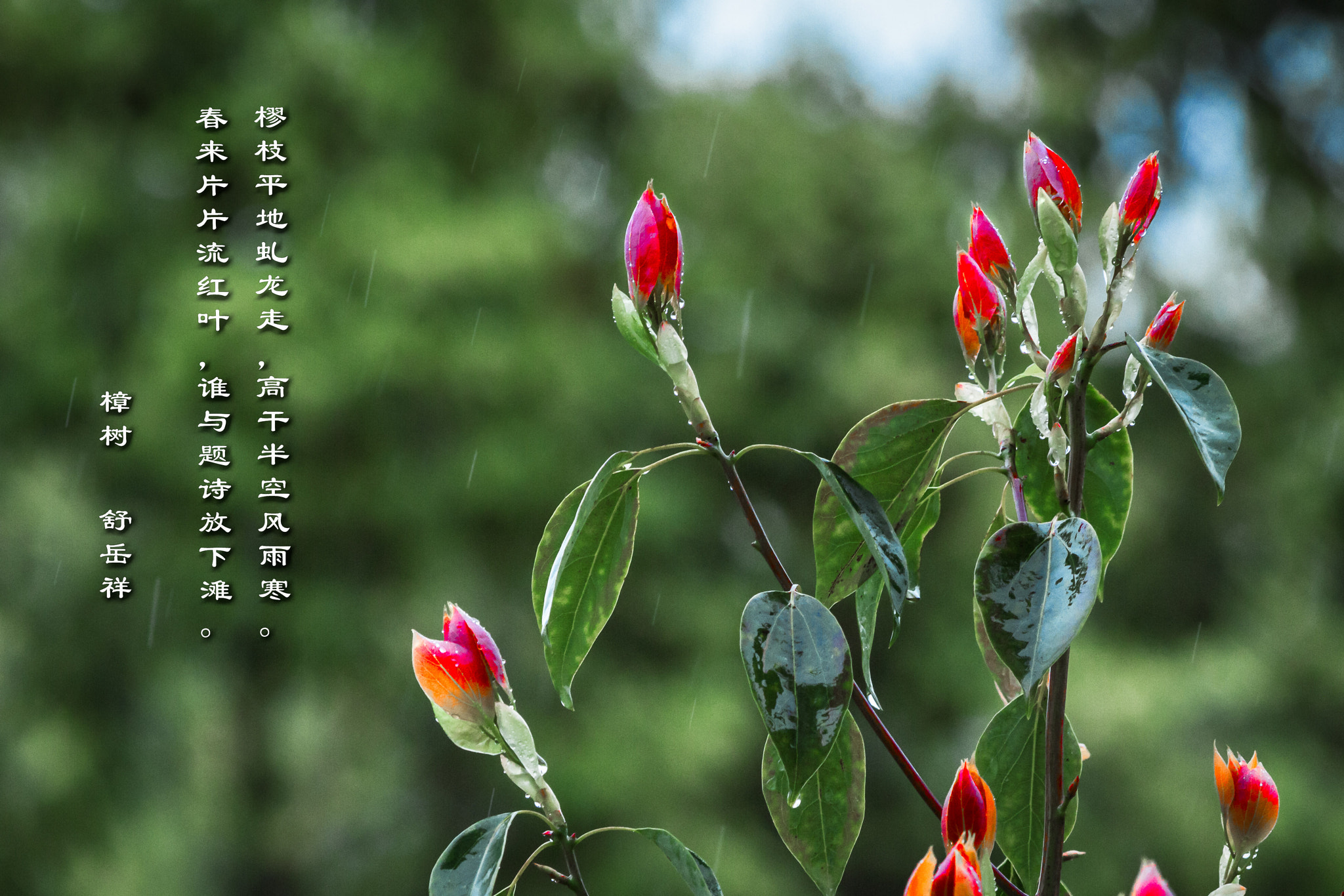 Canon EF 70-300mm F4-5.6 IS USM sample photo. 樟树 photography
