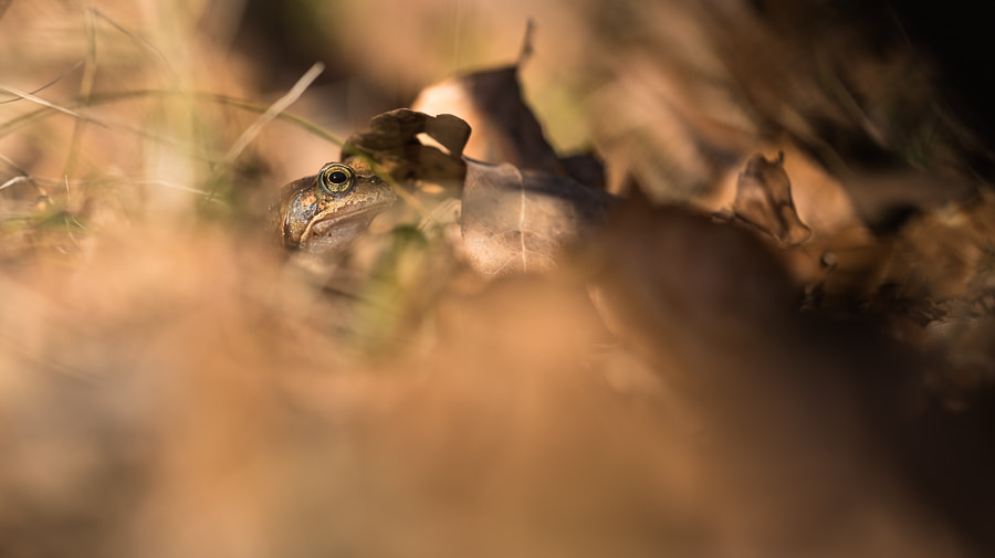 Sigma 150mm F2.8 EX DG Macro HSM sample photo. Hidden. photography