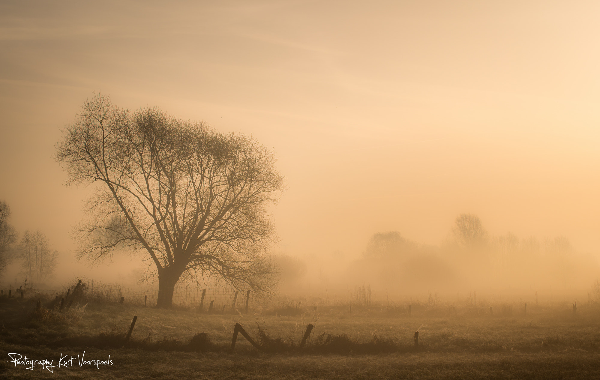 Nikon D5500 sample photo. Treescape photography