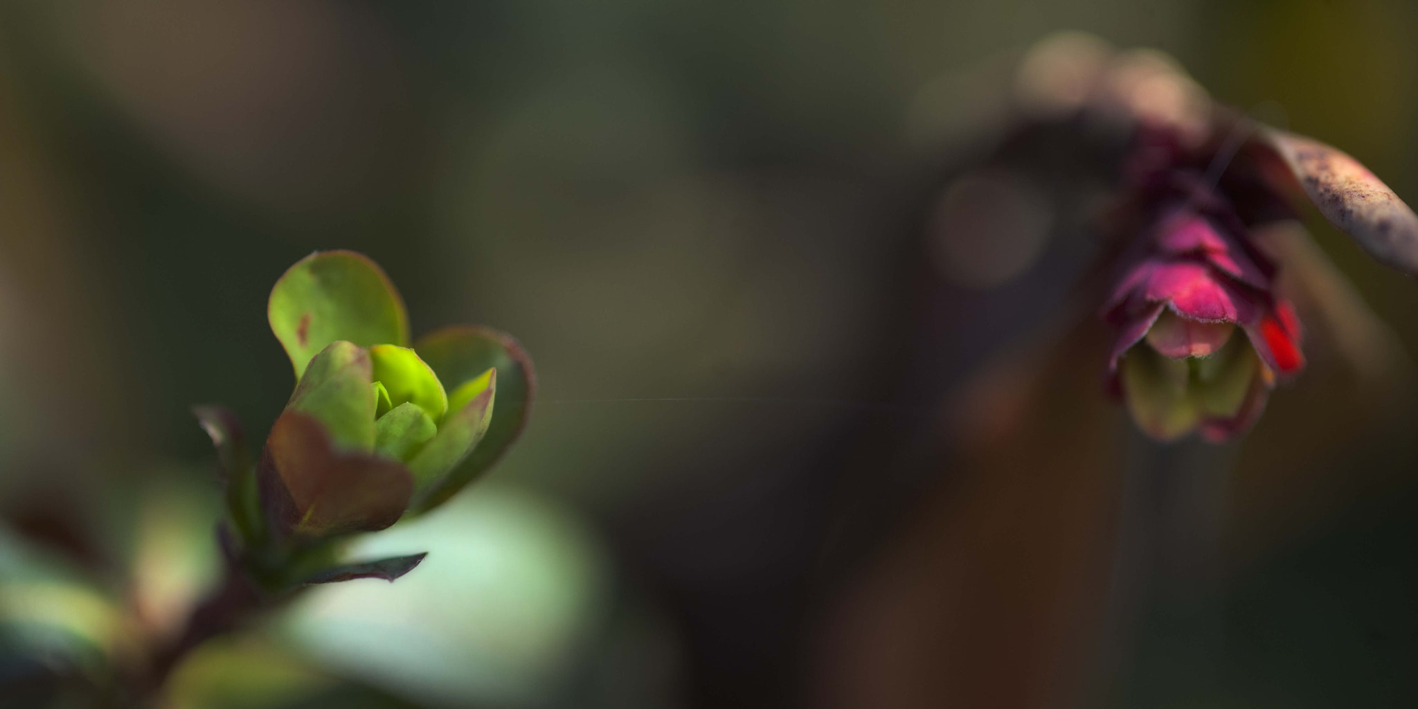 Nikon D3 sample photo. Springcolors5 photography