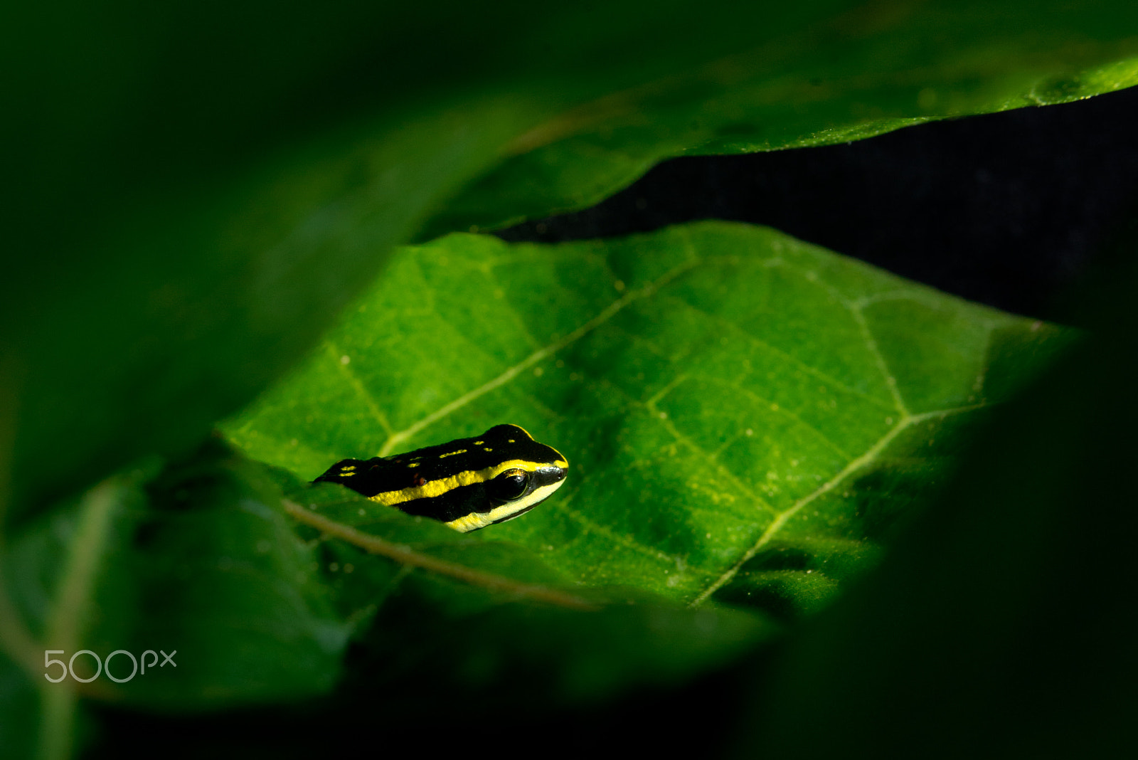 Nikon D600 sample photo. Lutz's poison frog (ameerega flavopicta) photography