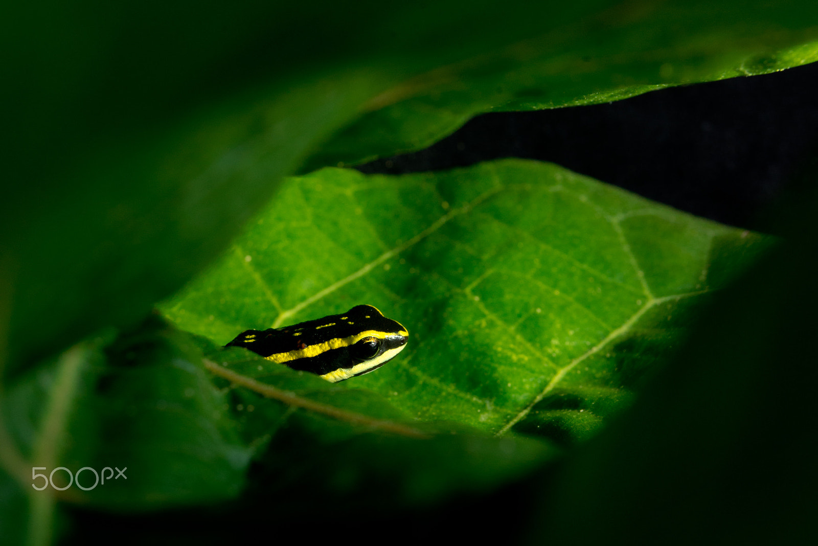 AF Zoom-Nikkor 28-80mm f/3.3-5.6G sample photo. Lutz's poison frog (ameerega flavopicta) photography