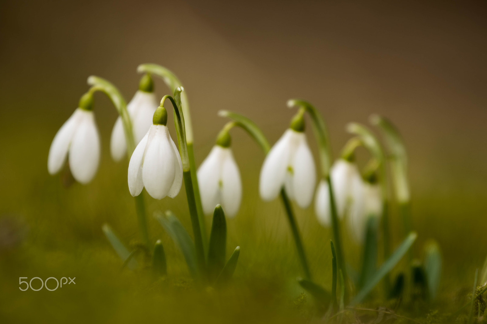 Canon EF 70-300mm F4-5.6L IS USM sample photo. Snow drops photography