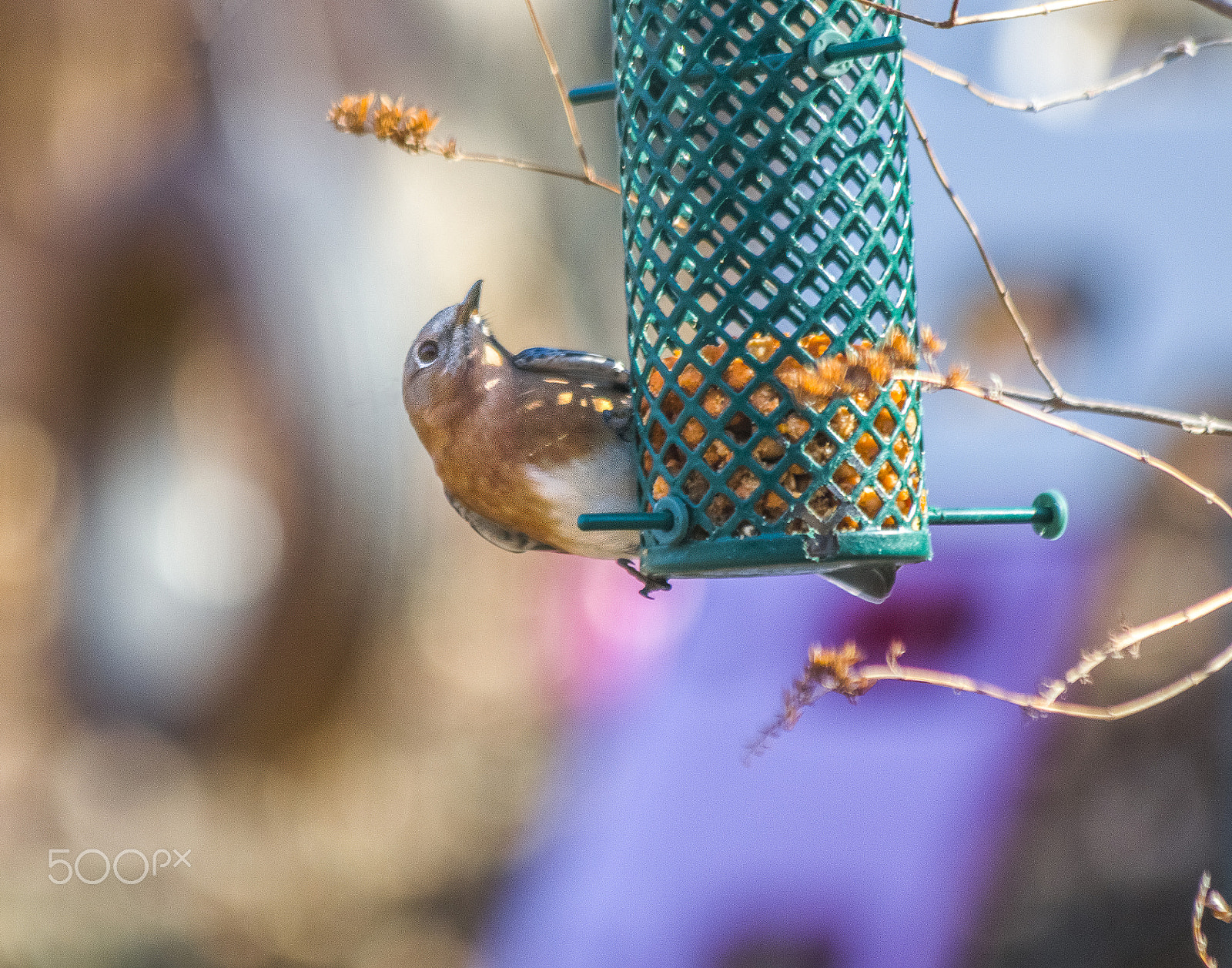 Canon EF 70-300mm F4-5.6 IS USM sample photo. Female western bluebird photography