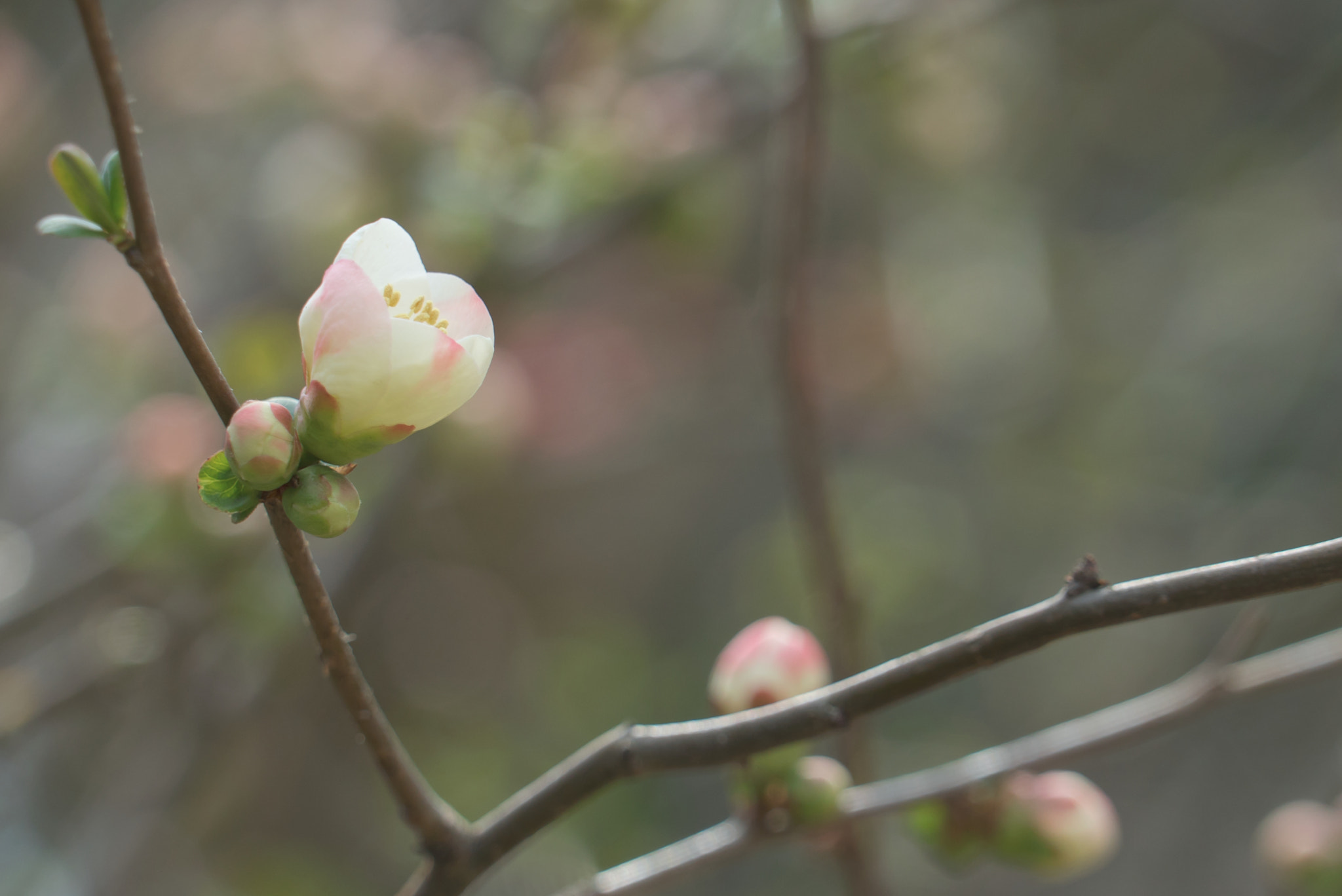 Sony a7S + Sony FE 24-240mm F3.5-6.3 OSS sample photo. 木瓜 / japanese quince photography