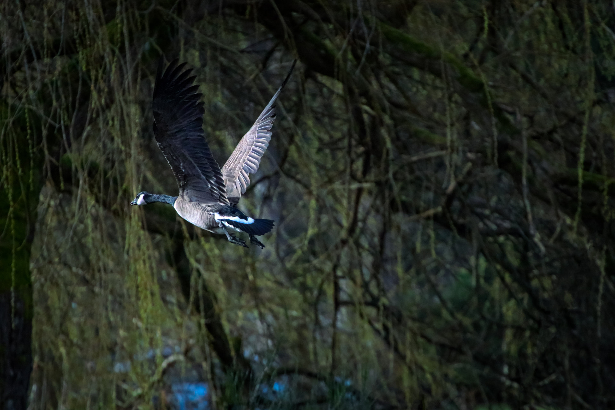Canon EF 70-200mm F4L USM sample photo. The getaway photography
