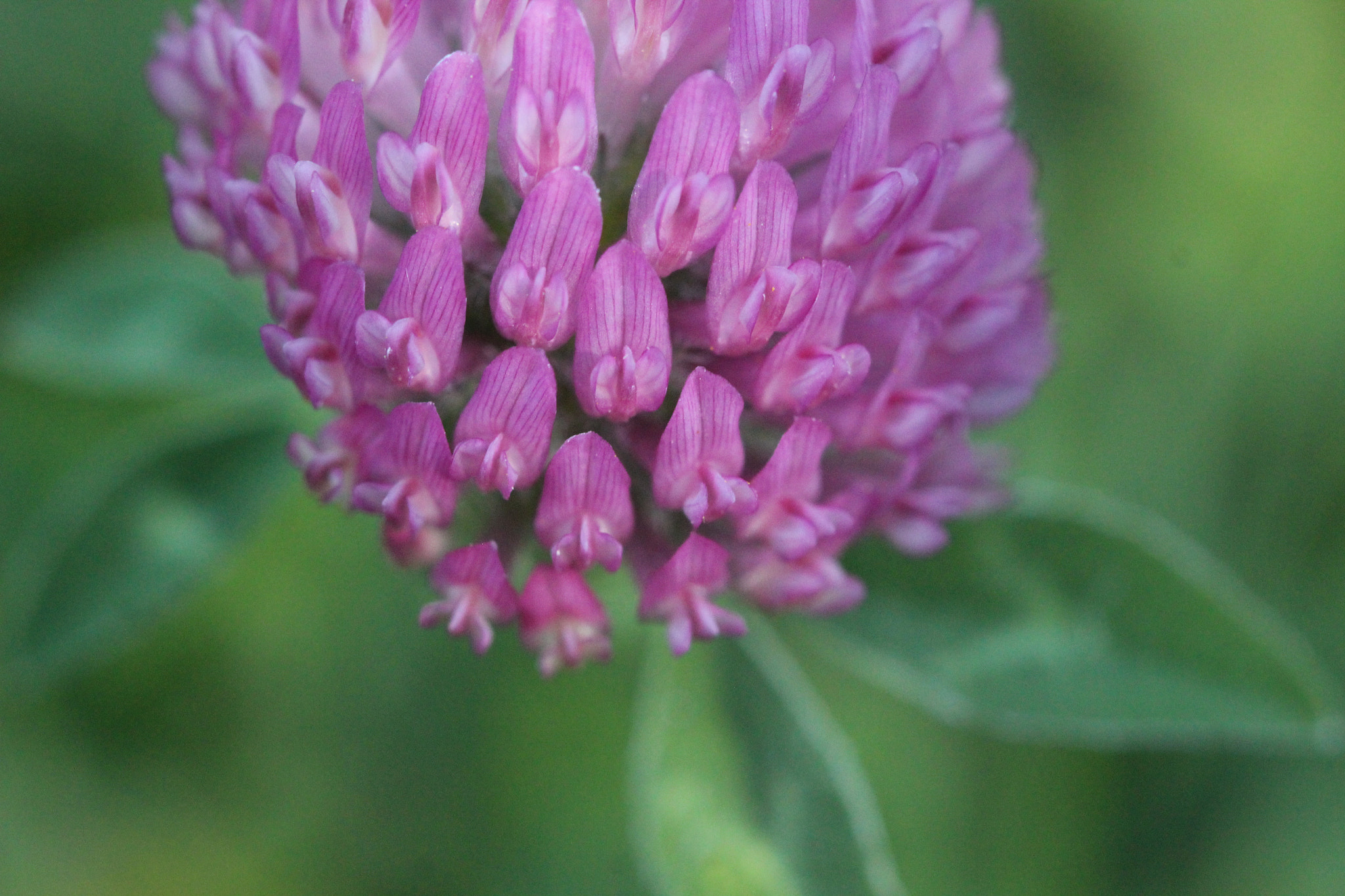 Canon EF 100mm F2.8 Macro USM sample photo. Clover photography